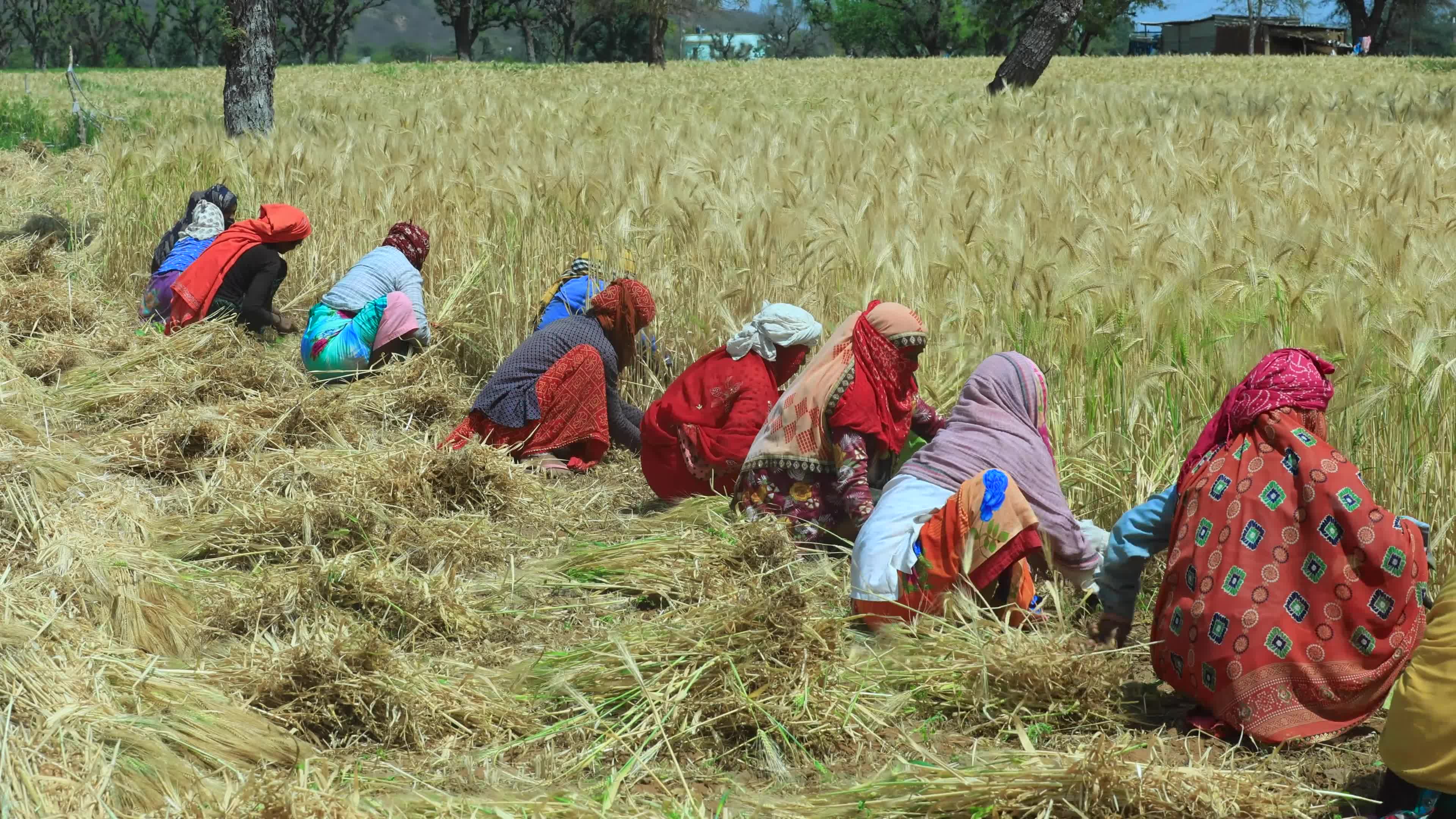 Farmers Works At Barley Field In Jaipur