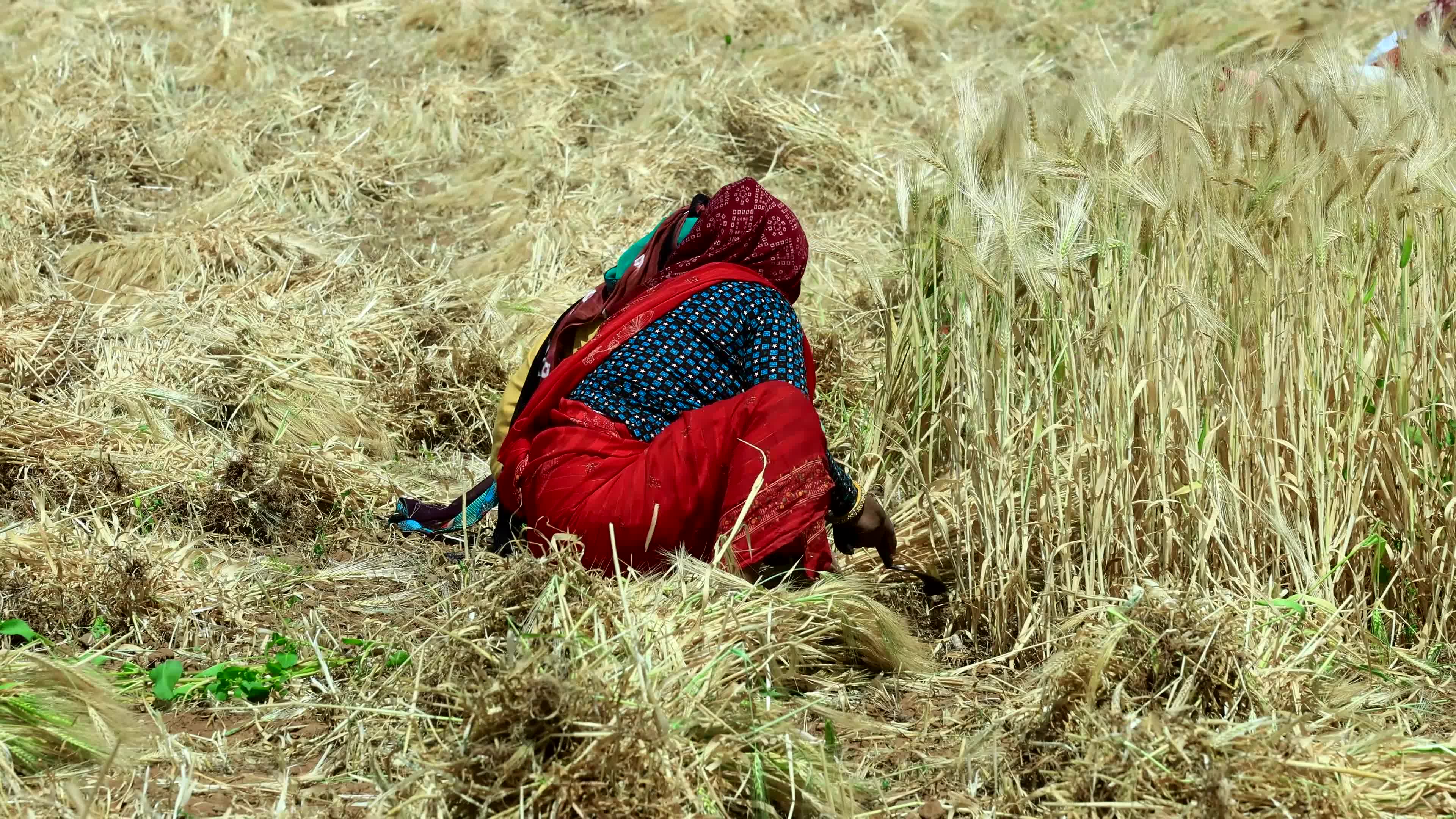 Farmers Works At Barley Field In Jaipur