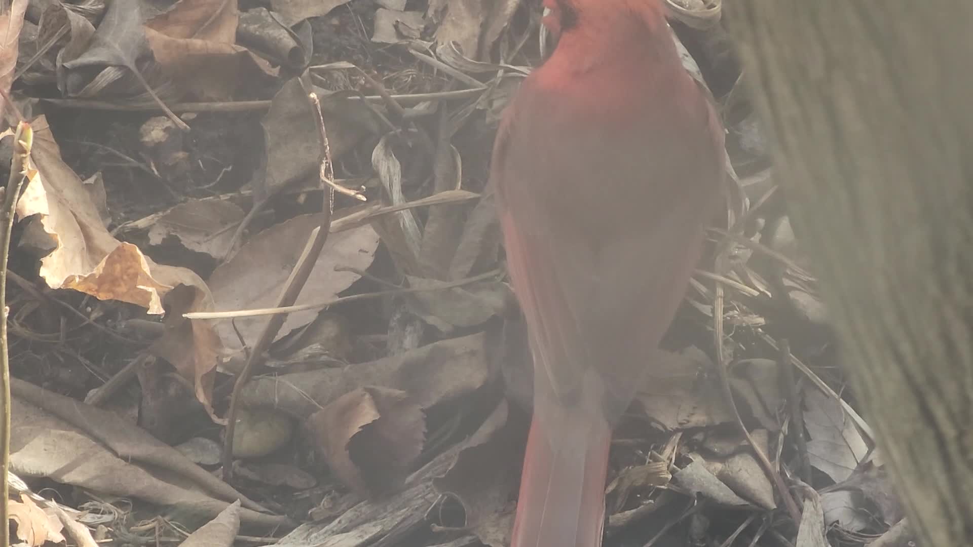 Northern Cardinal