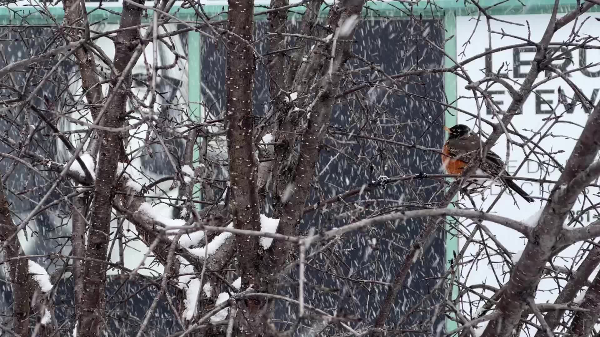 Snowstorm in Toronto, Canada