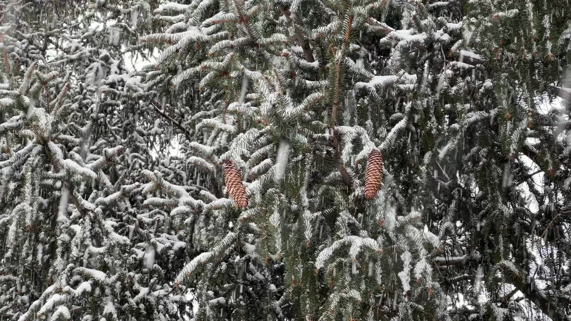 Snowstorm in Toronto, Canada