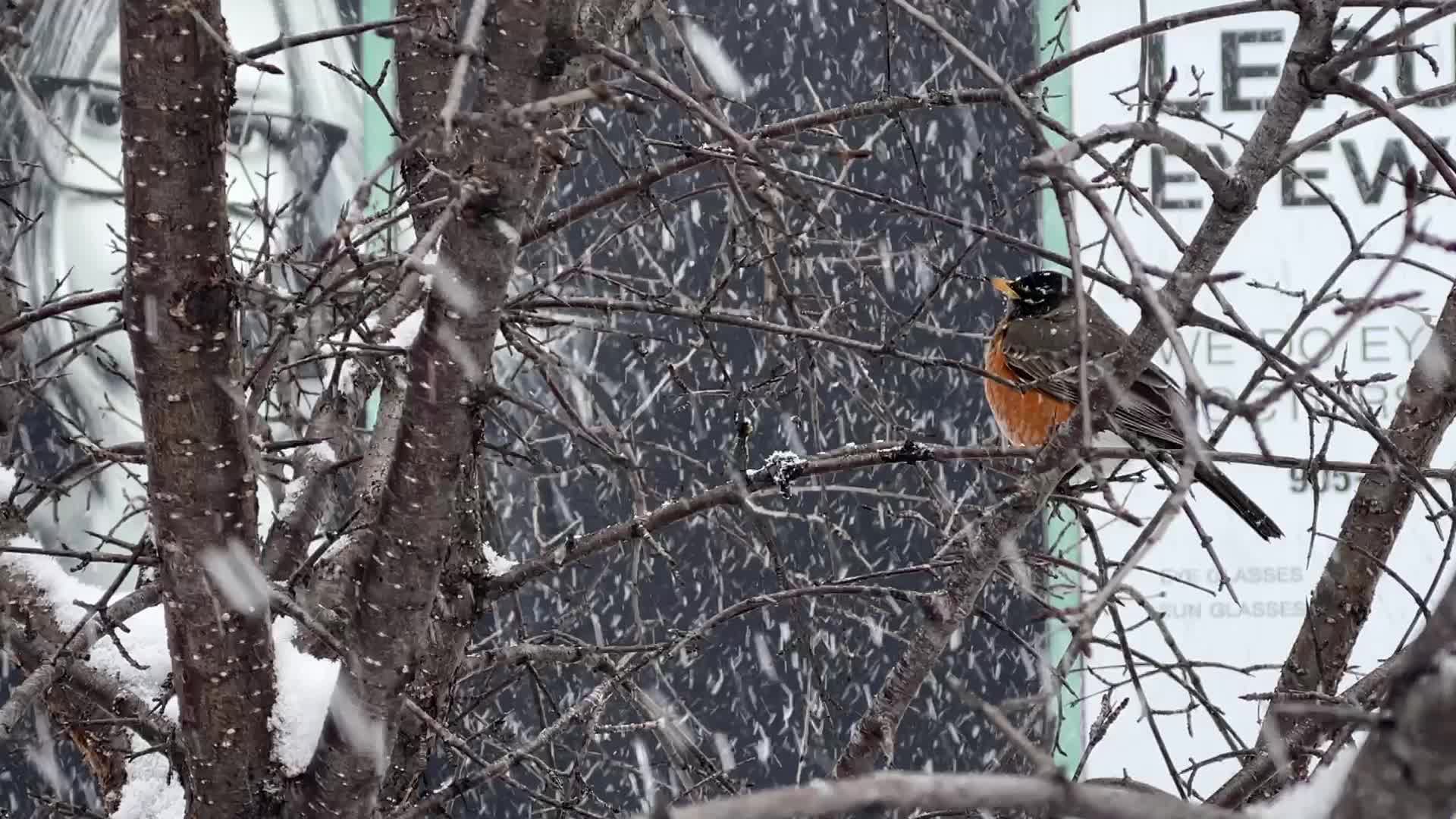 Snowstorm in Toronto, Canada