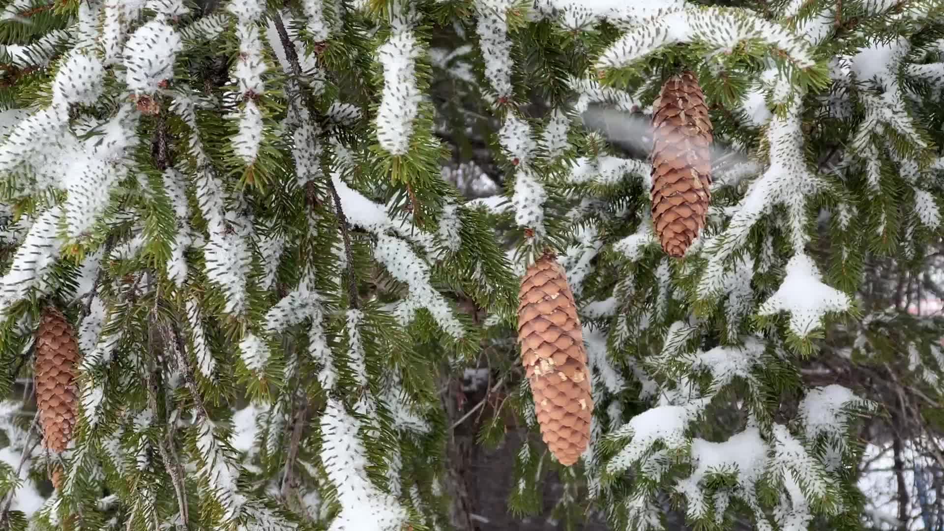 Snowstorm in Toronto, Canada