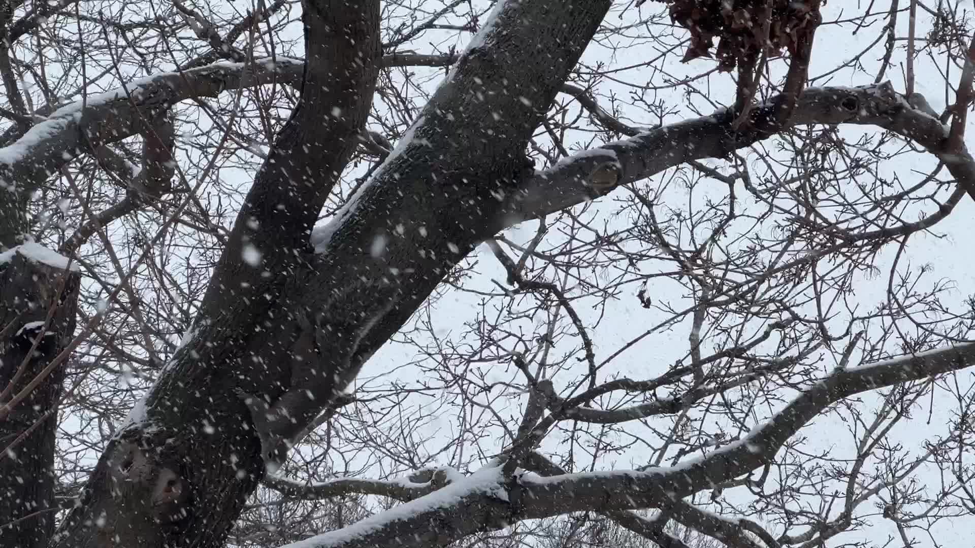 Snowstorm in Toronto, Canada