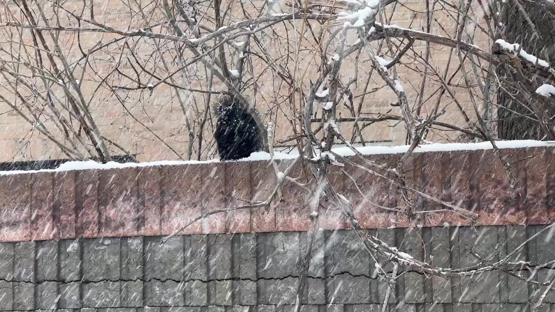 Snowstorm in Toronto, Canada