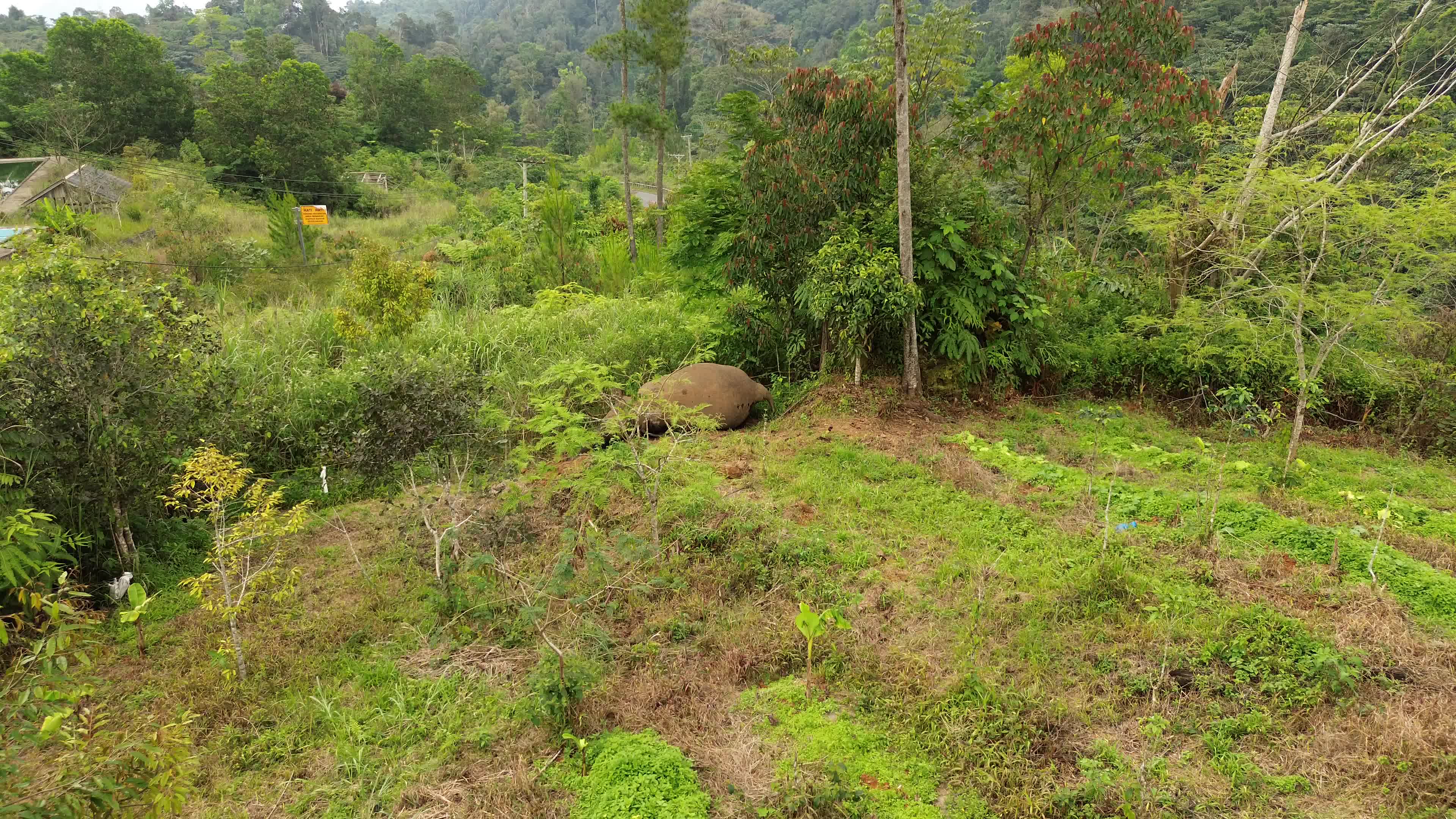 Sumatran Elephant Found Dead Without Tusks in Aceh