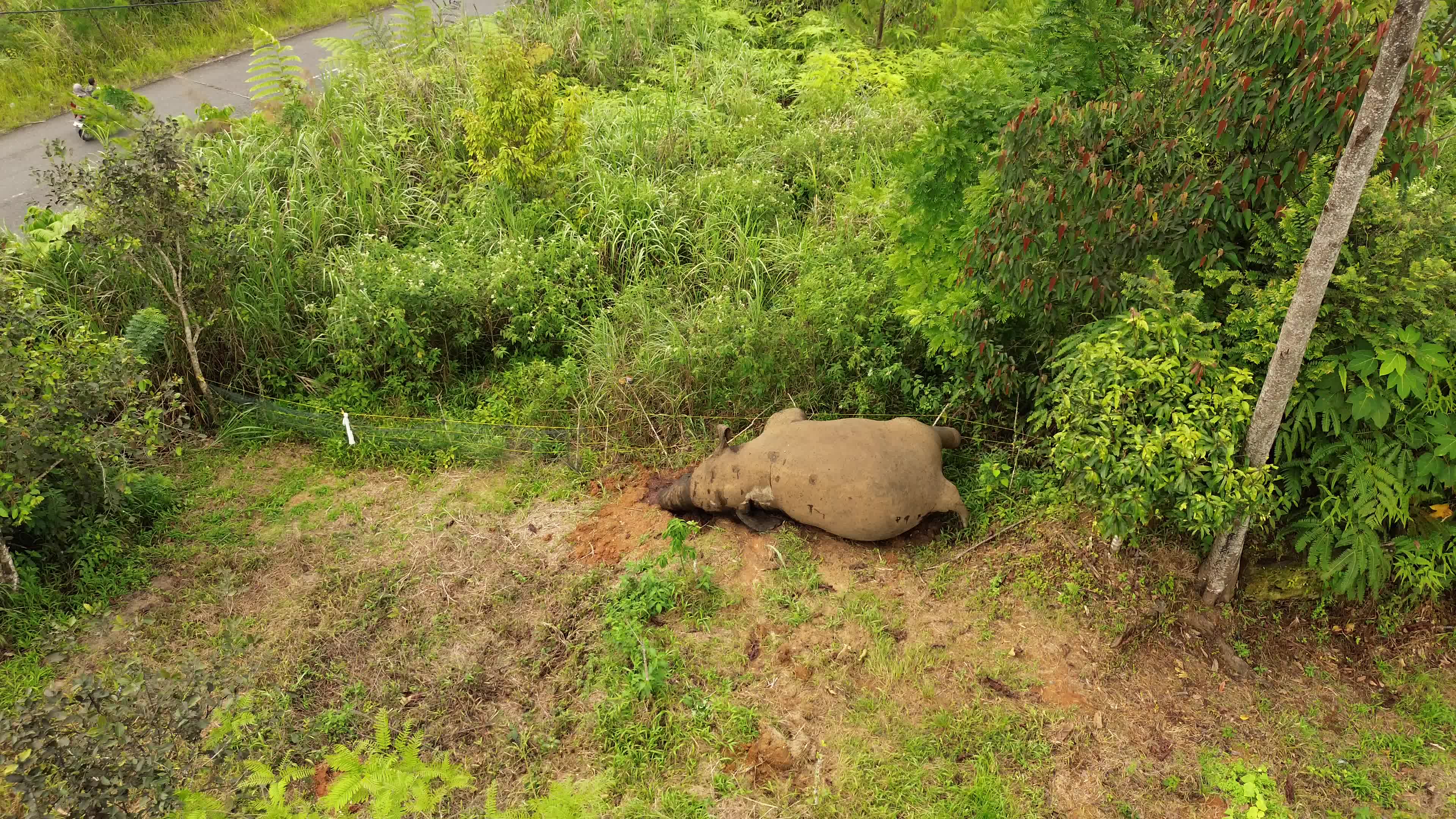 Sumatran Elephant Found Dead Without Tusks in Aceh