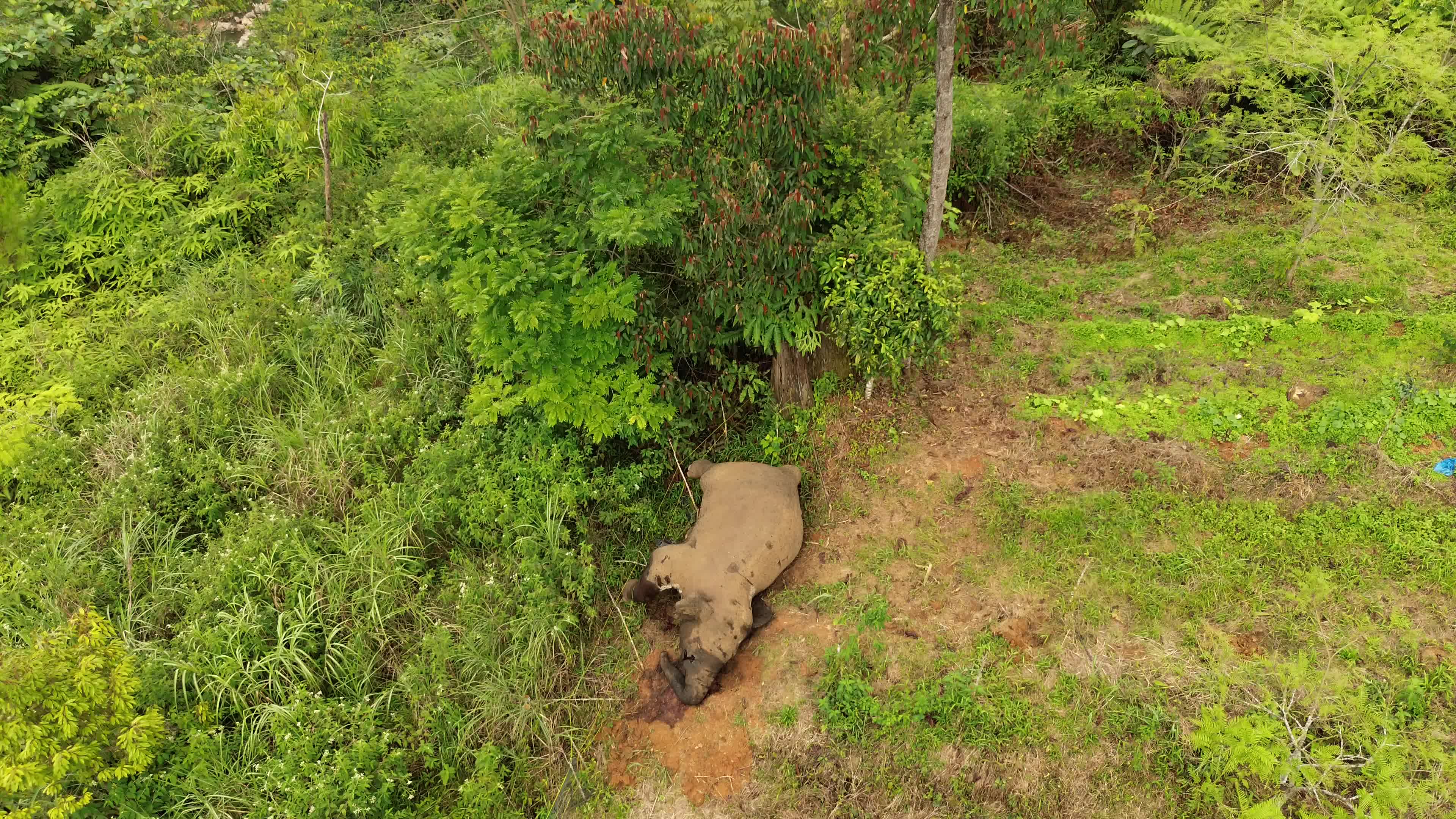 Sumatran Elephant Found Dead Without Tusks in Aceh