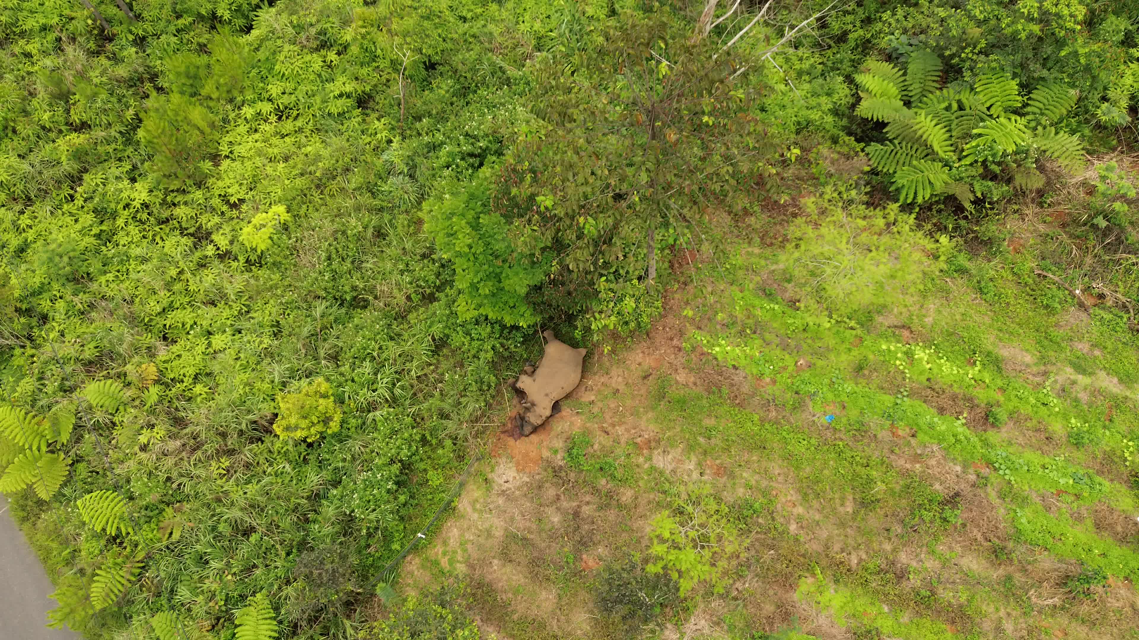 Sumatran Elephant Found Dead Without Tusks in Aceh