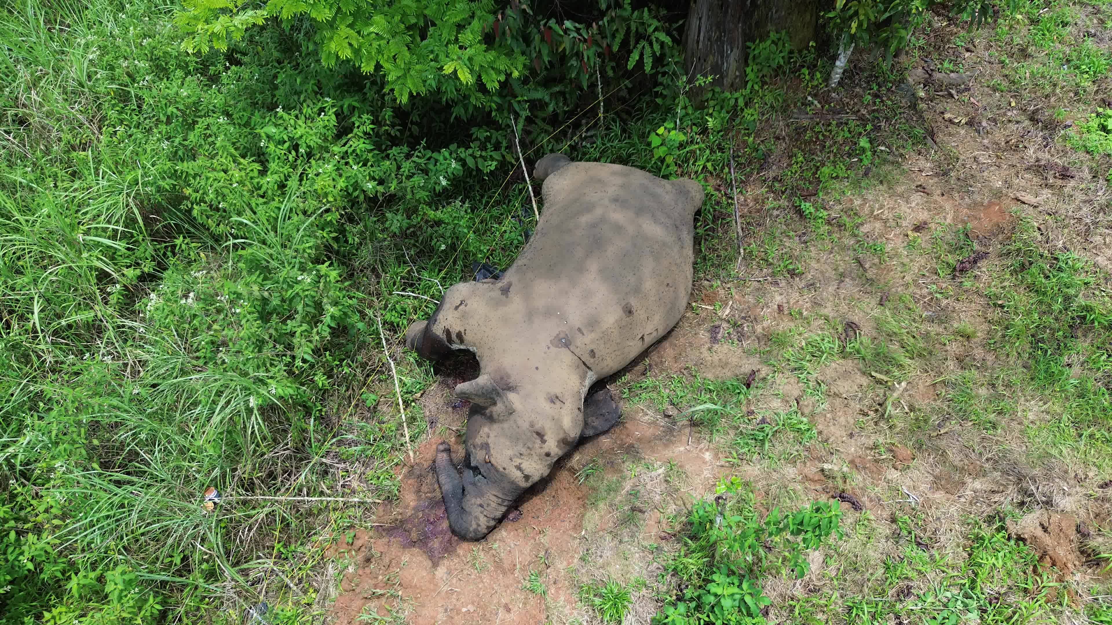 Sumatran Elephant Found Dead Without Tusks in Aceh