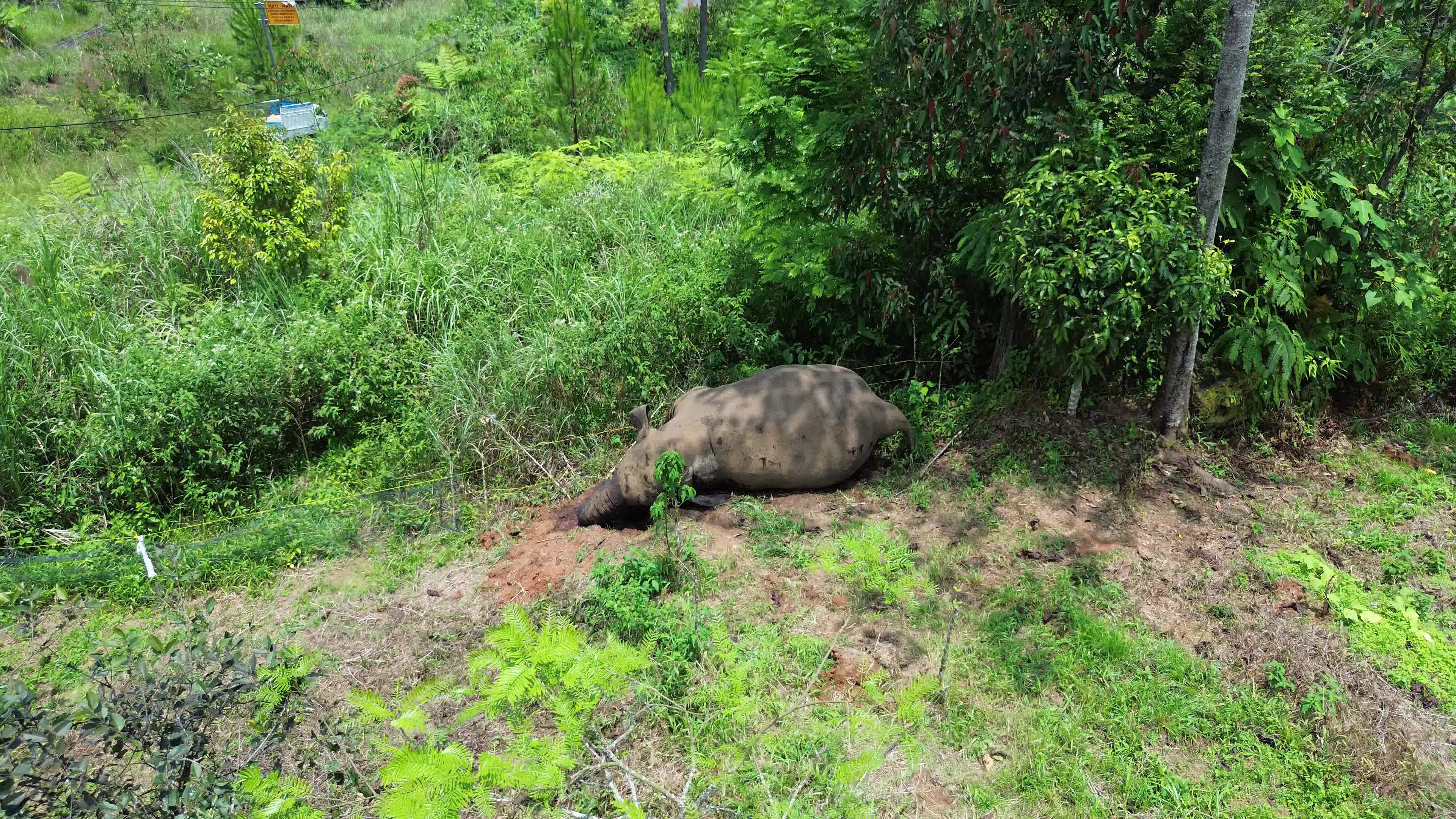 Sumatran Elephant Found Dead Without Tusks in Aceh