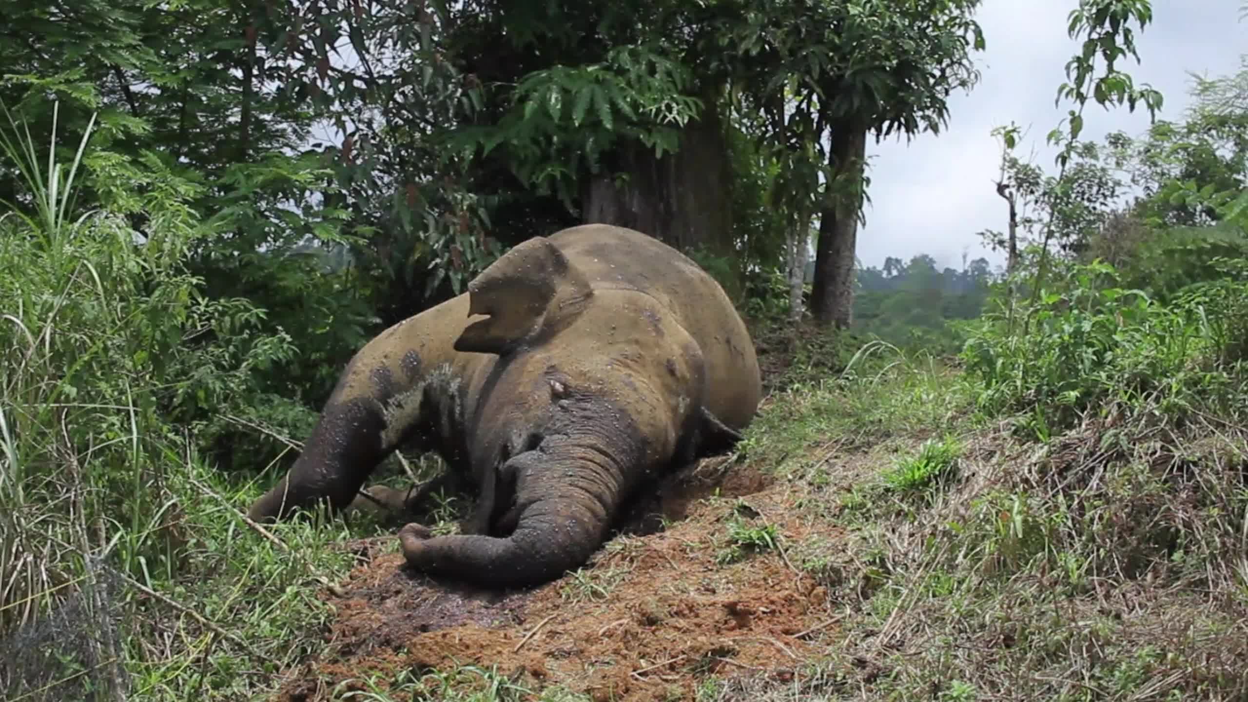 Sumatran Elephant Found Dead Without Tusks in Aceh