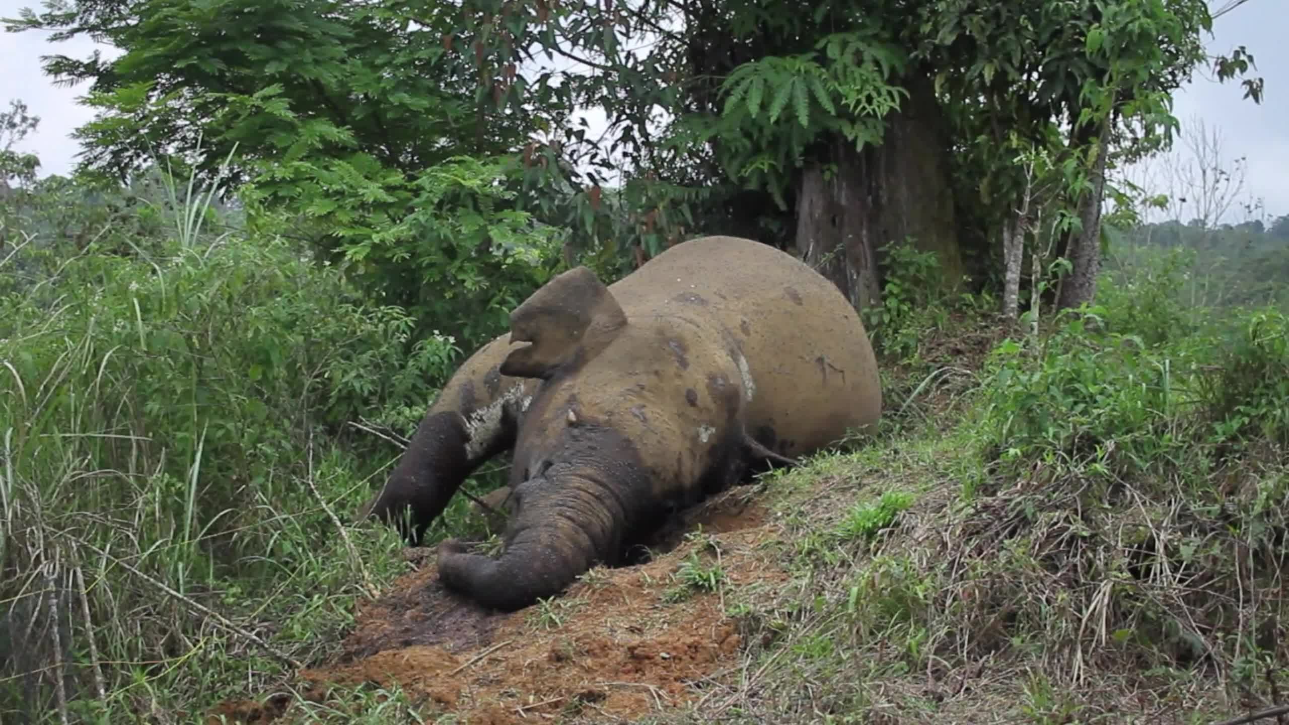 Sumatran Elephant Found Dead Without Tusks in Aceh