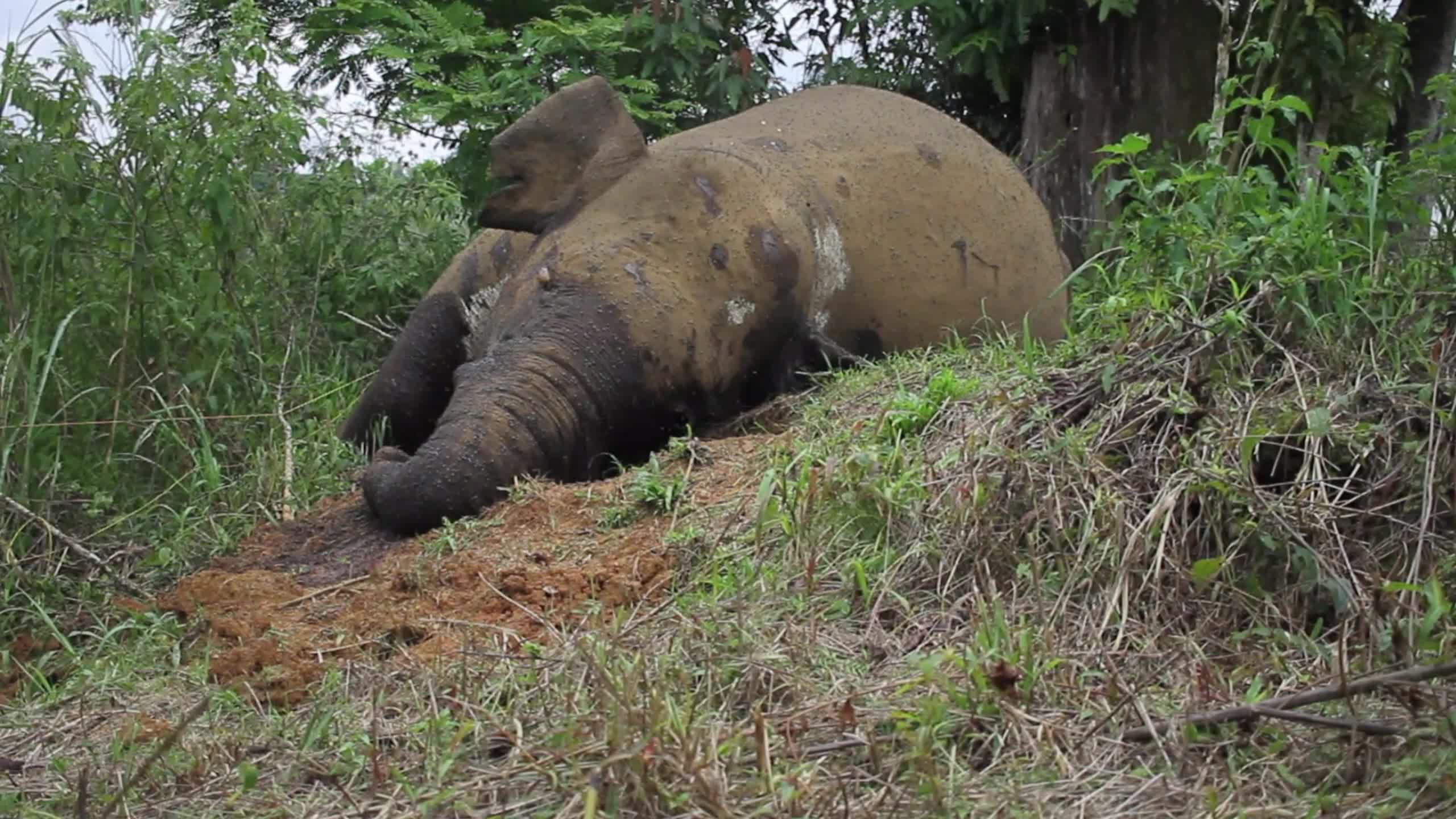 Sumatran Elephant Found Dead Without Tusks in Aceh