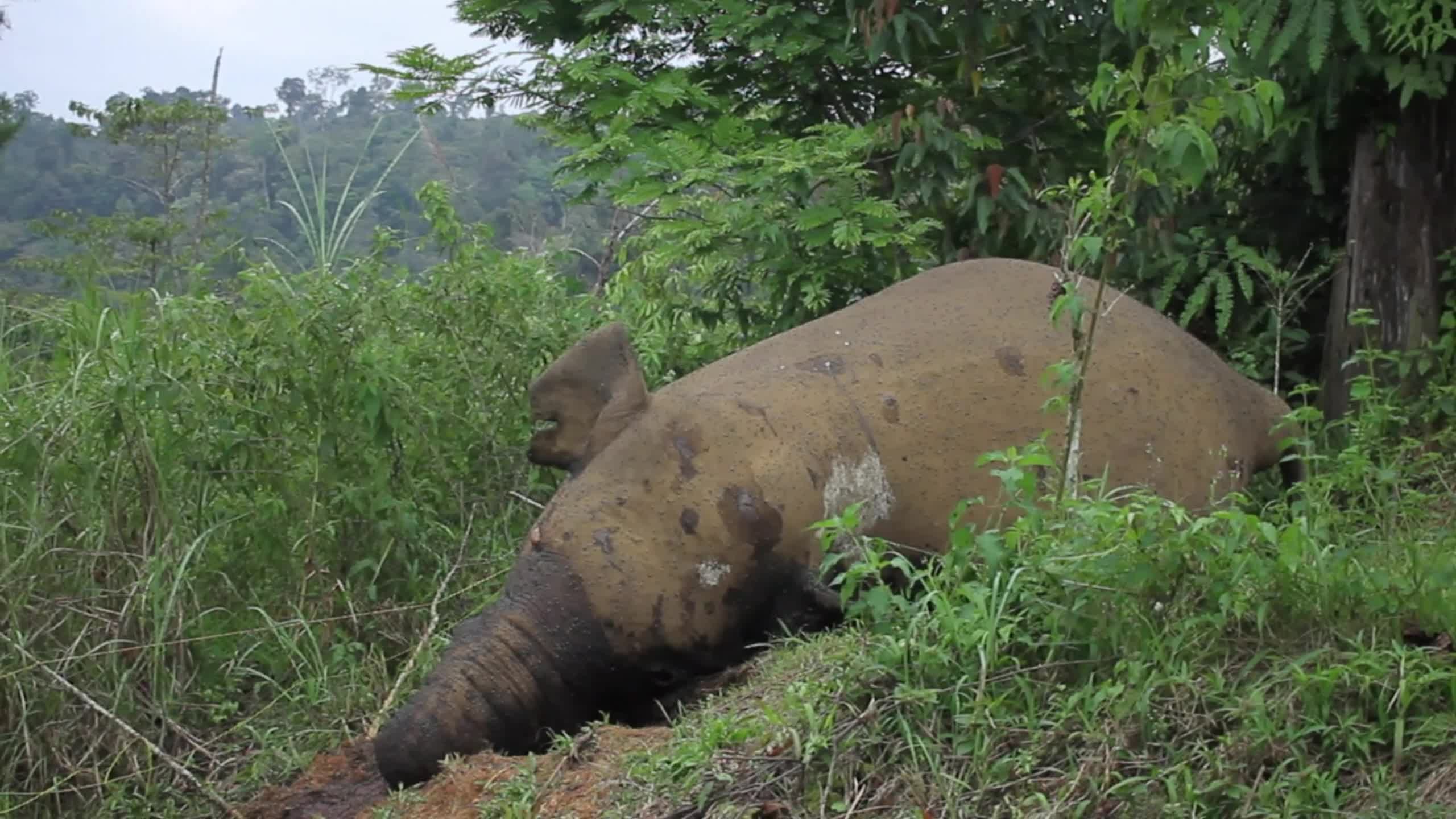 Sumatran Elephant Found Dead Without Tusks in Aceh