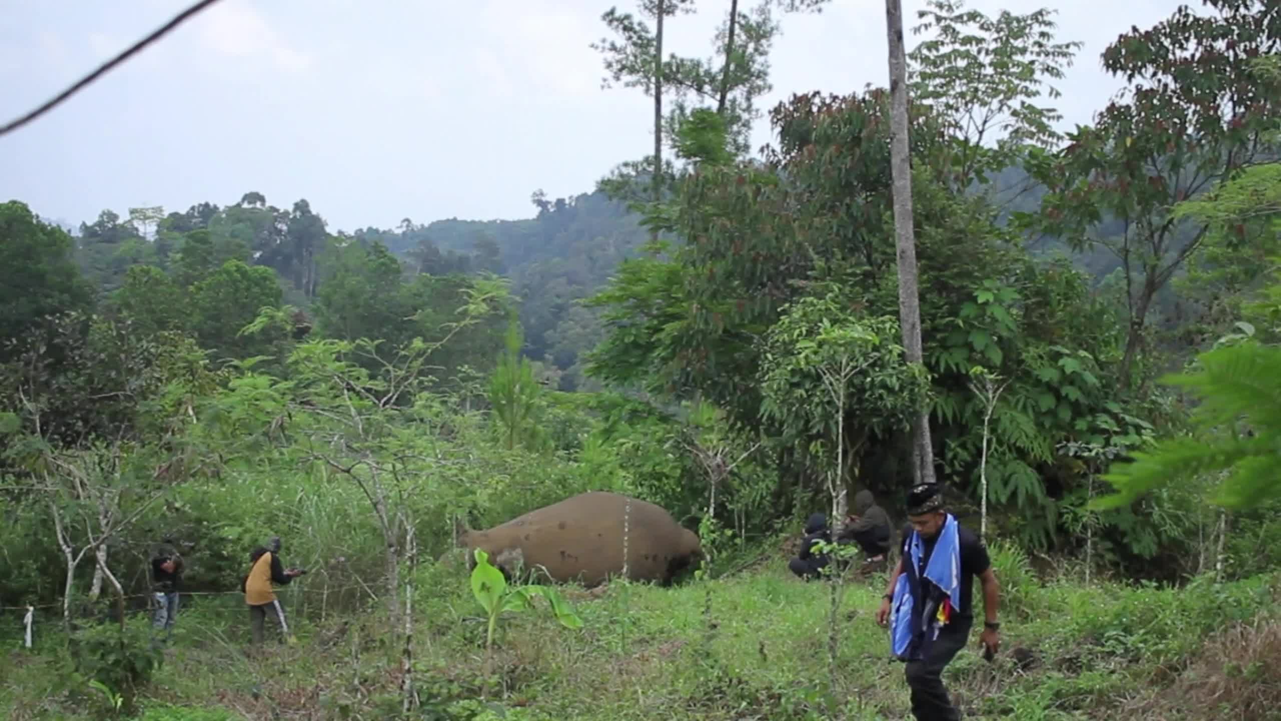 Sumatran Elephant Found Dead Without Tusks in Aceh