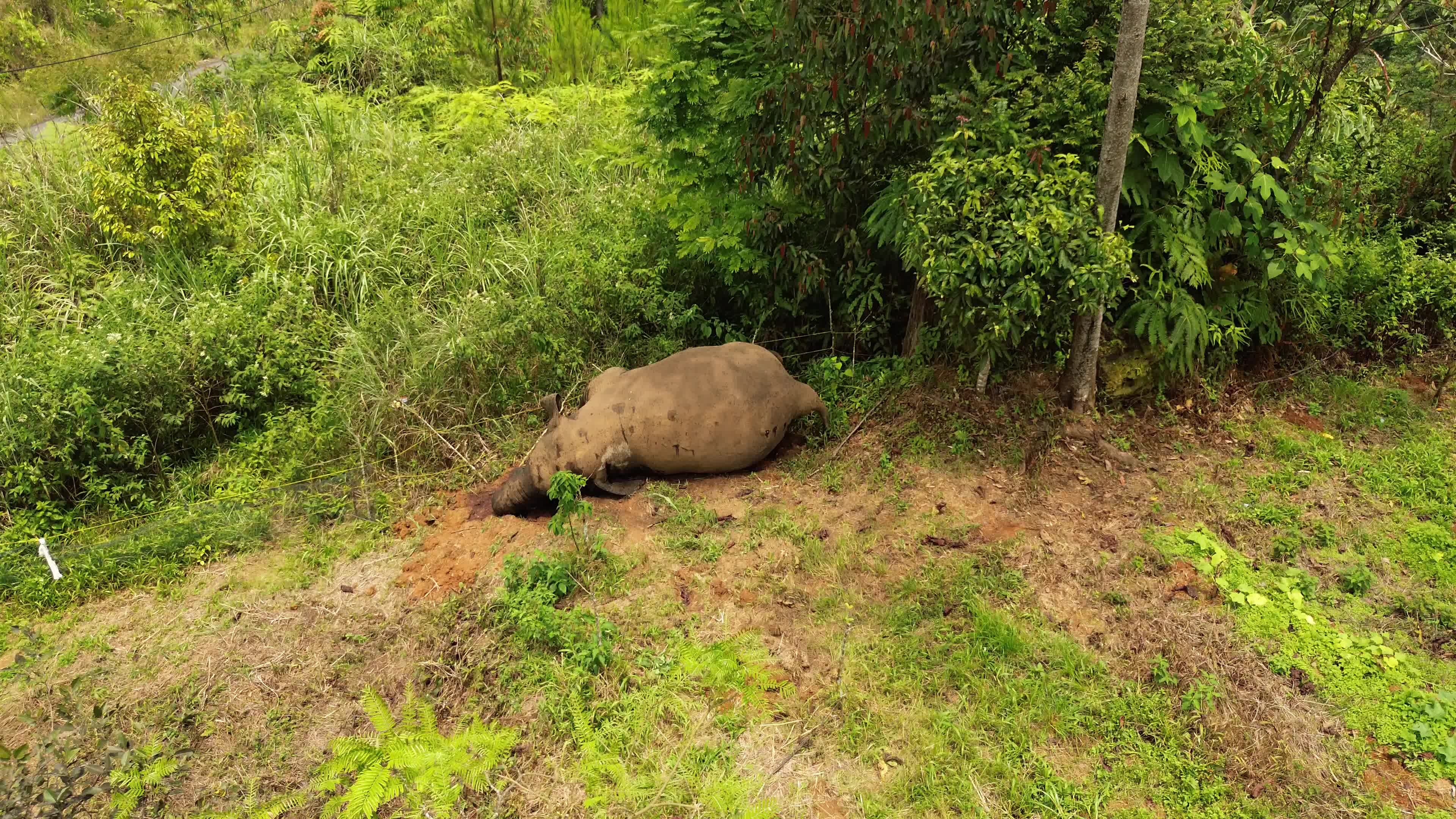 Sumatran Elephant Found Dead Without Tusks in Aceh