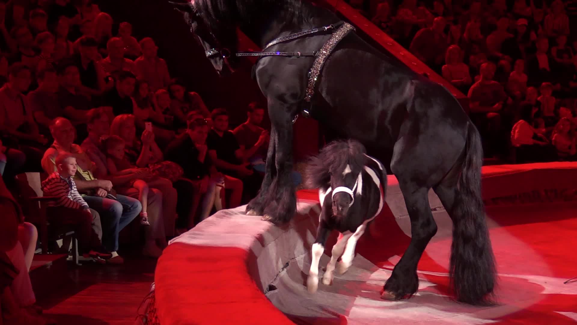 Ukrainian National Circus presents new show in Kiev
