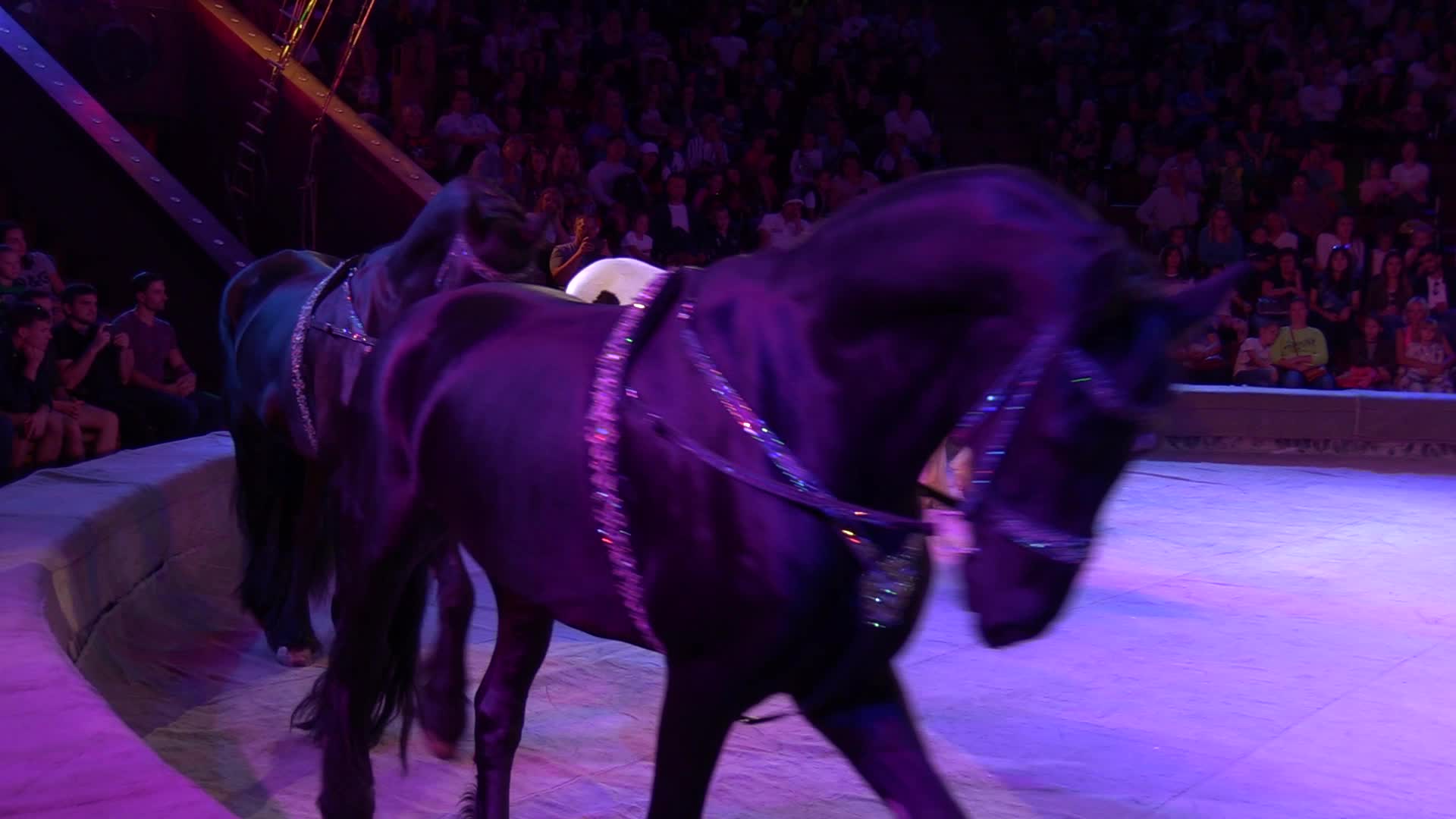 Ukrainian National Circus presents new show in Kiev