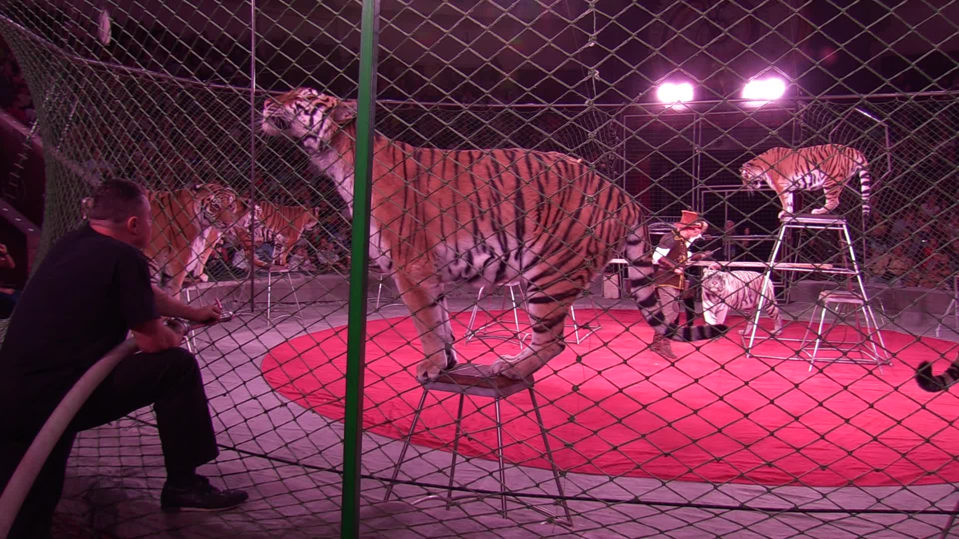 Ukrainian National Circus presents new show in Kiev