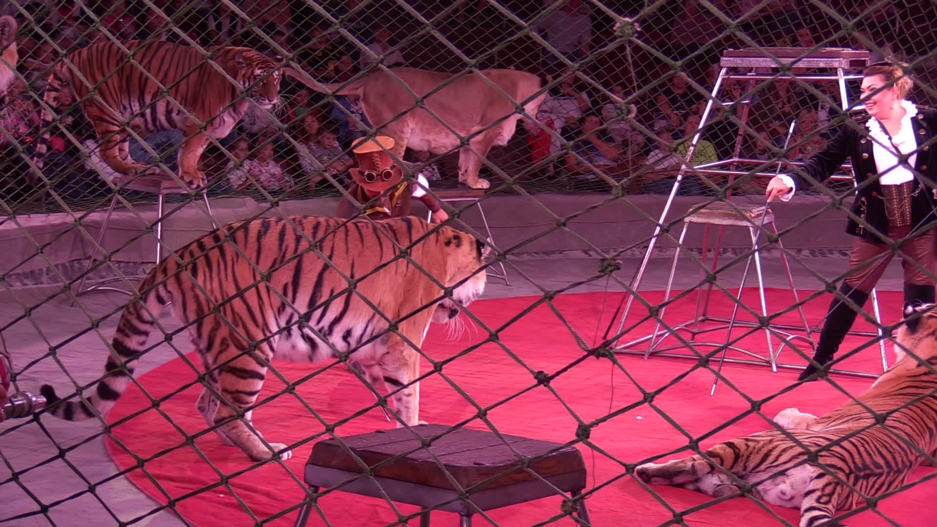 Ukrainian National Circus presents new show in Kiev