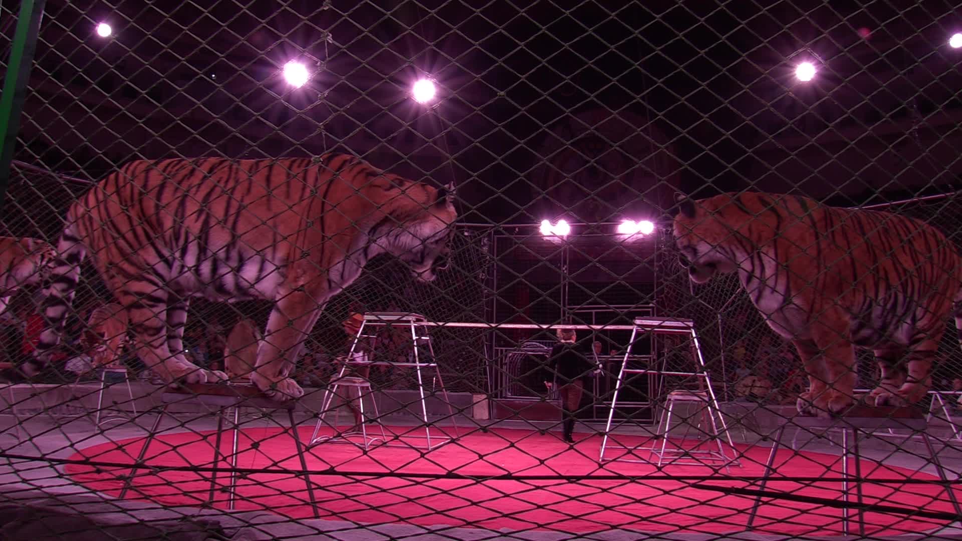 Ukrainian National Circus presents new show in Kiev