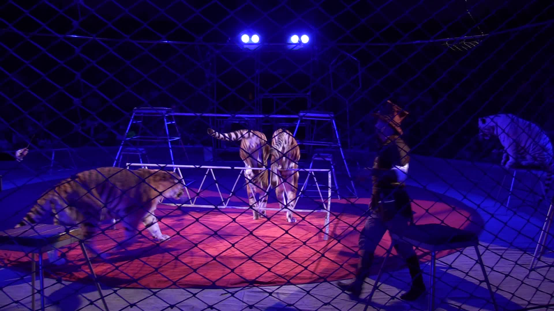 Ukrainian National Circus presents new show in Kiev