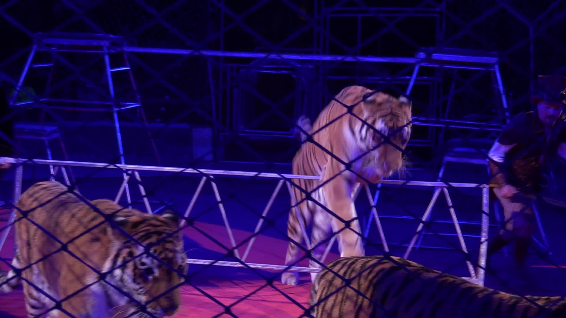 Ukrainian National Circus presents new show in Kiev