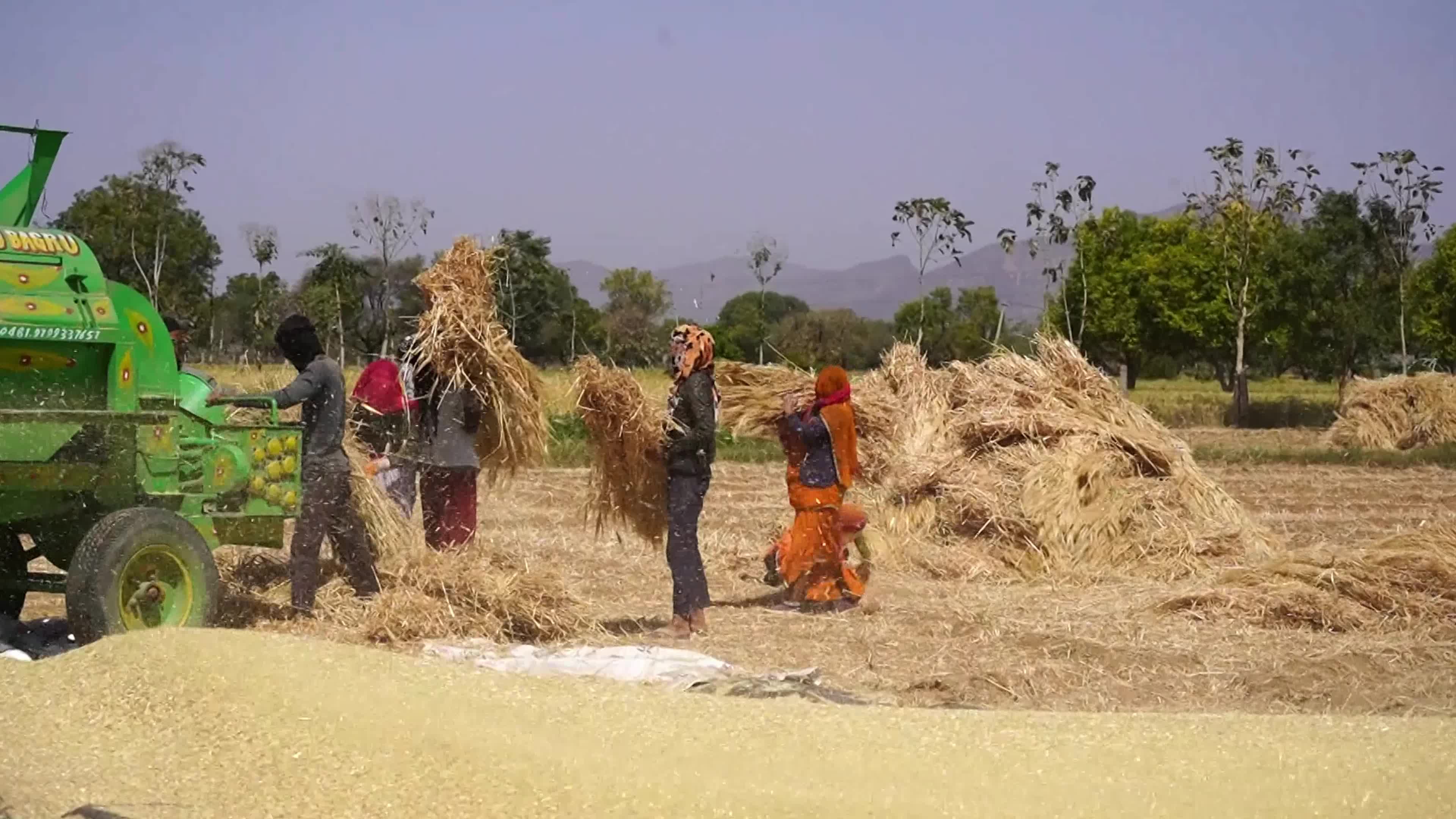 Indian farmers thresh the harvested barley crop