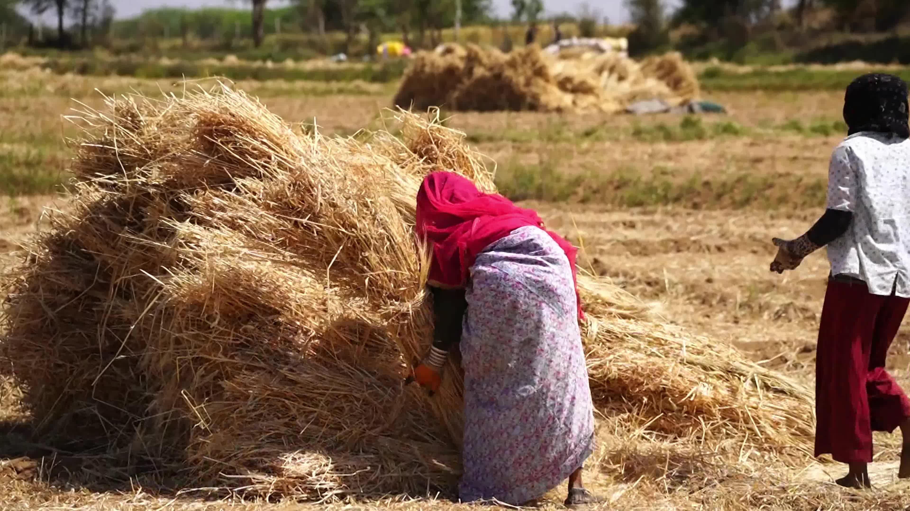 Indian farmers thresh the harvested barley crop