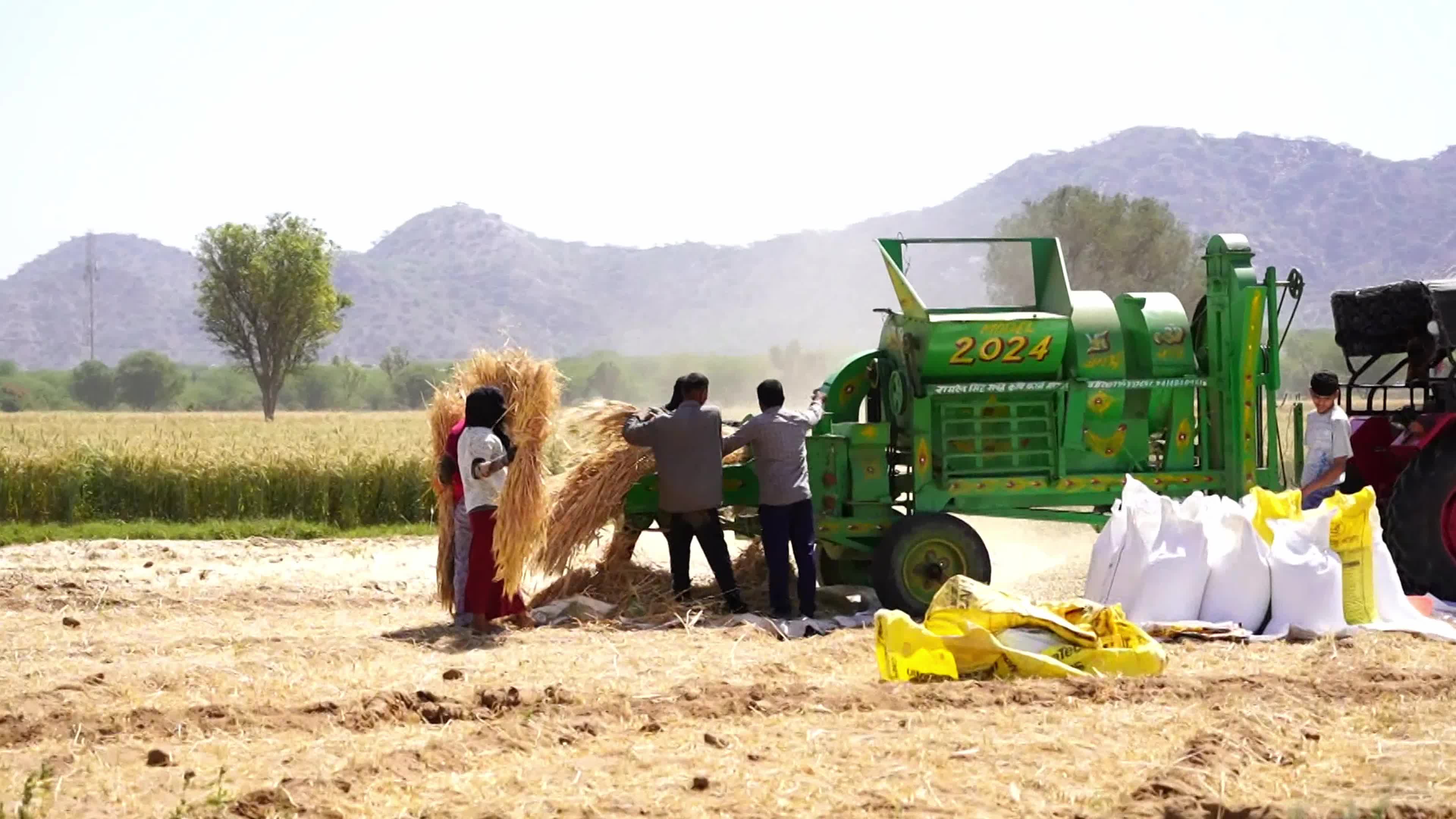 Indian farmers thresh the harvested barley crop