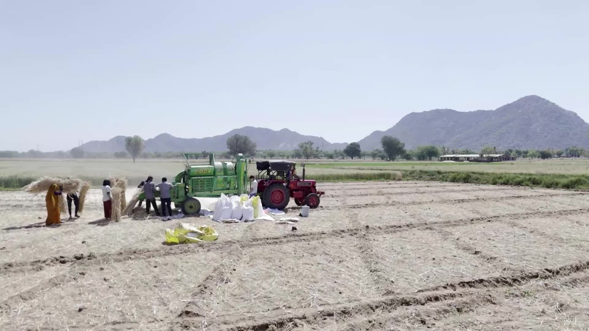 Indian farmers thresh the harvested barley crop