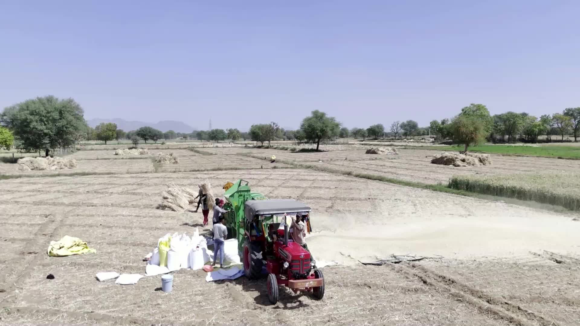 Indian farmers thresh the harvested barley crop