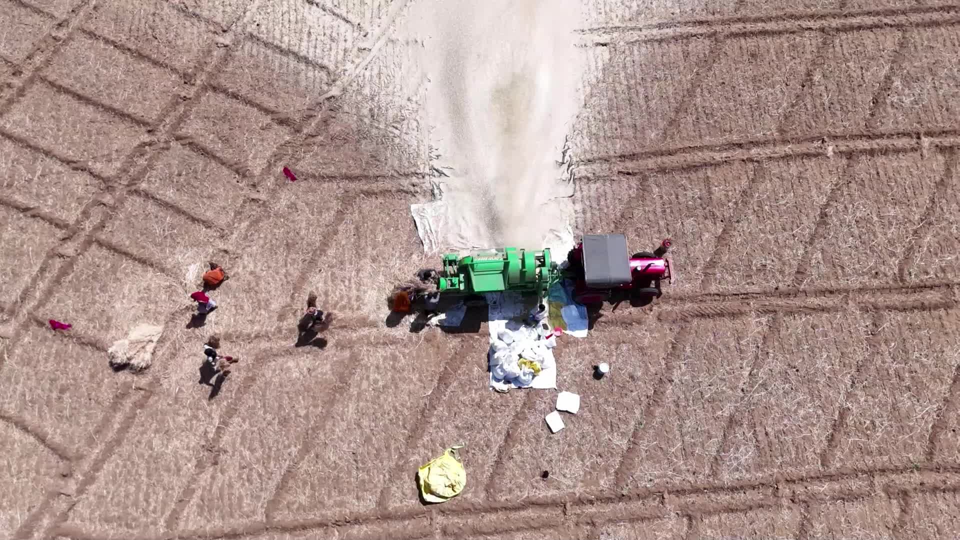 Indian farmers thresh the harvested barley crop