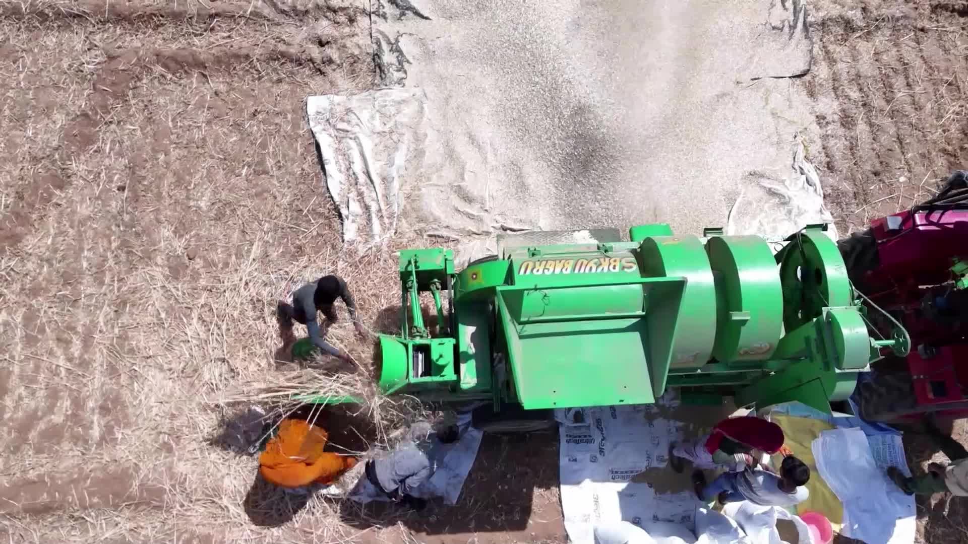 Indian farmers thresh the harvested barley crop
