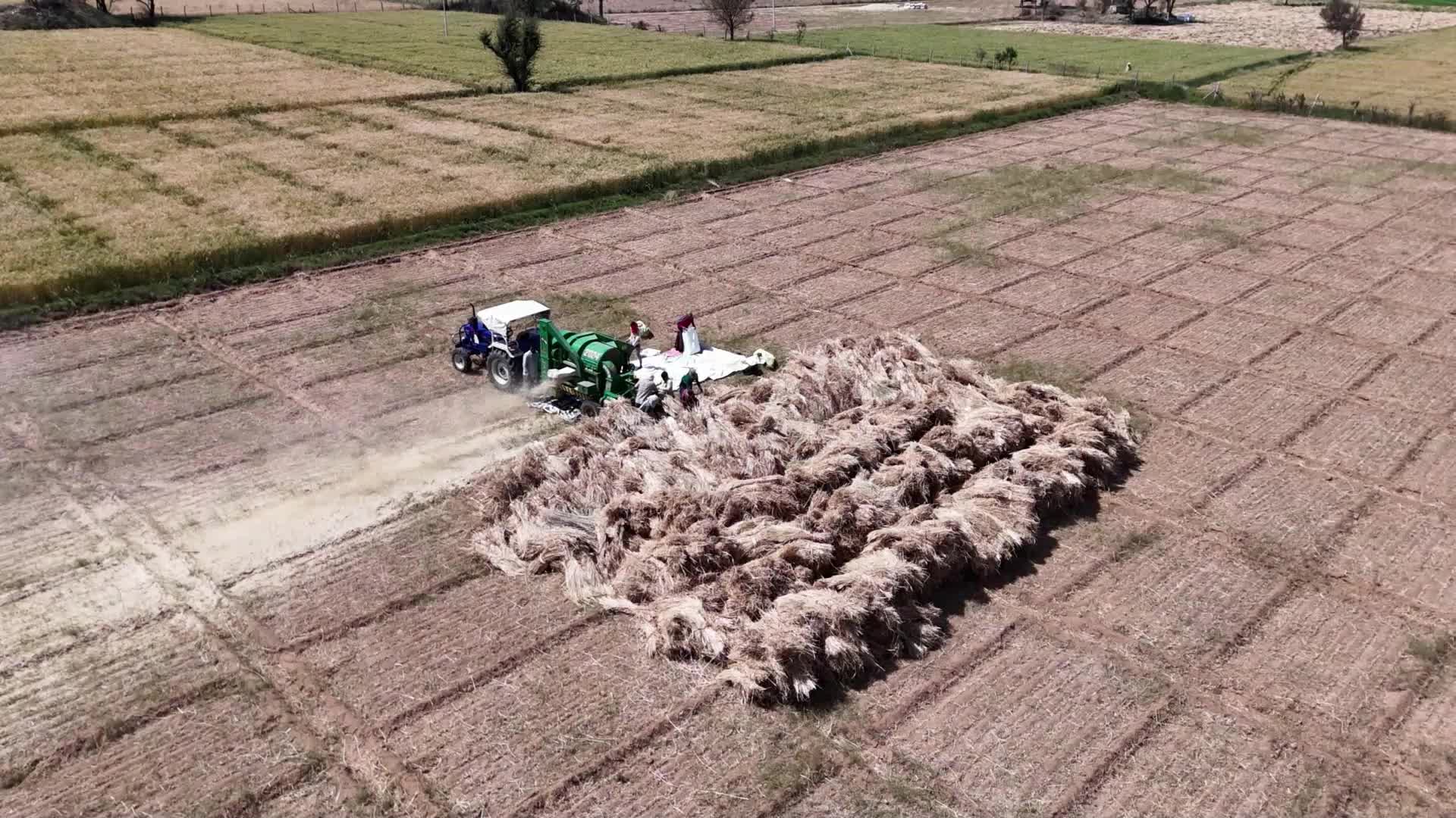 Indian farmers thresh the harvested barley crop