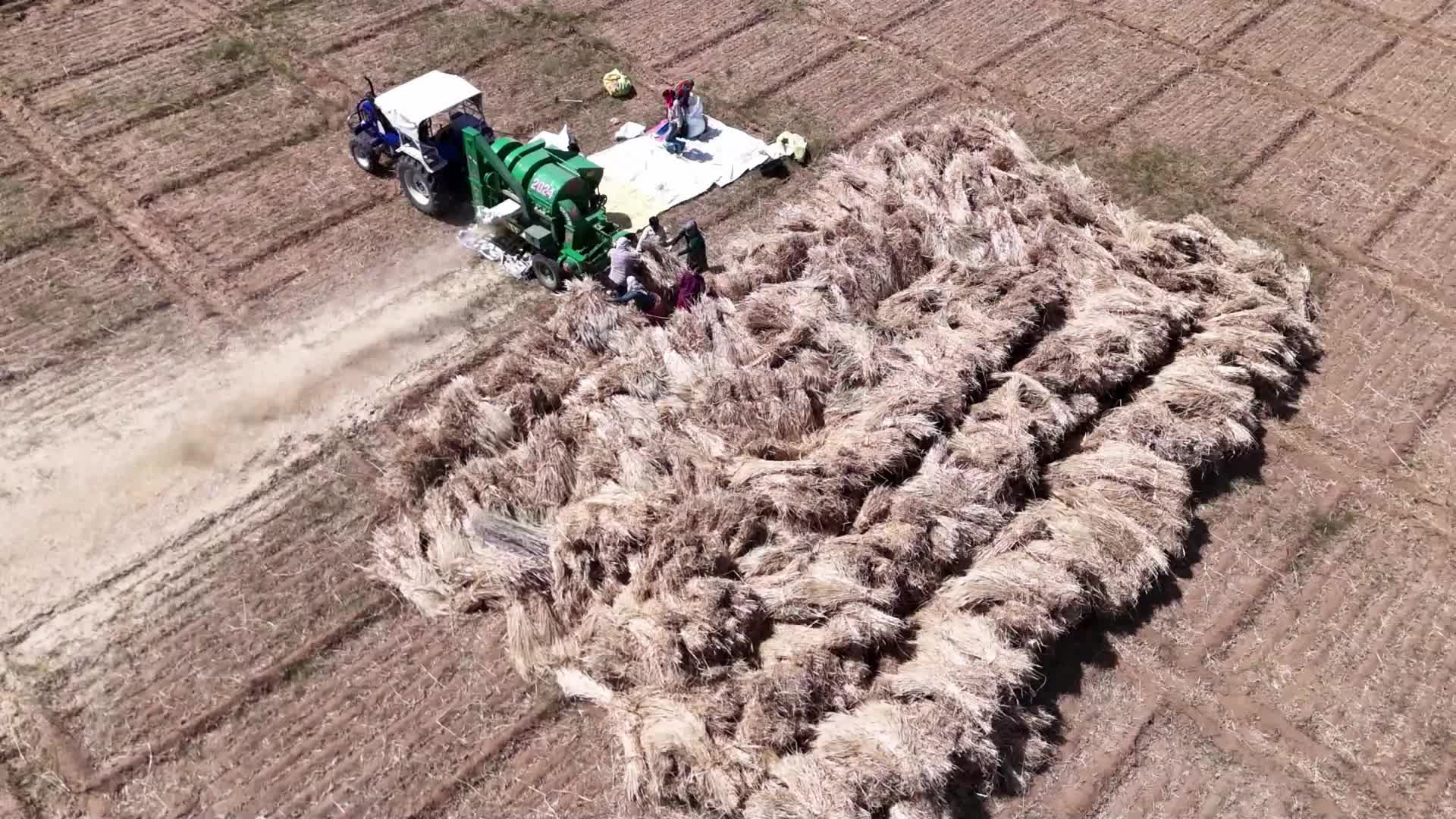 Indian farmers thresh the harvested barley crop