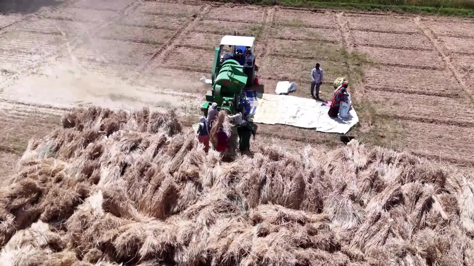 Indian farmers thresh the harvested barley crop