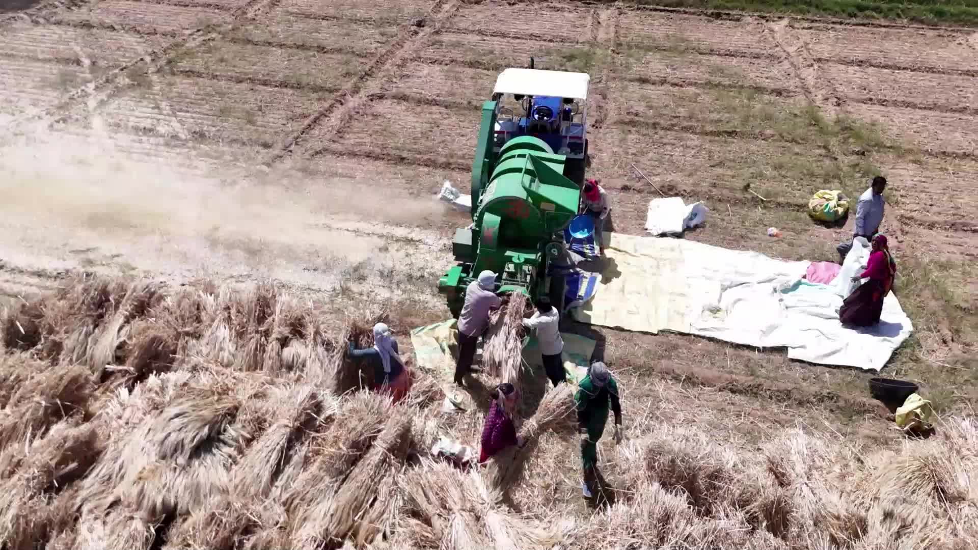 Indian farmers thresh the harvested barley crop