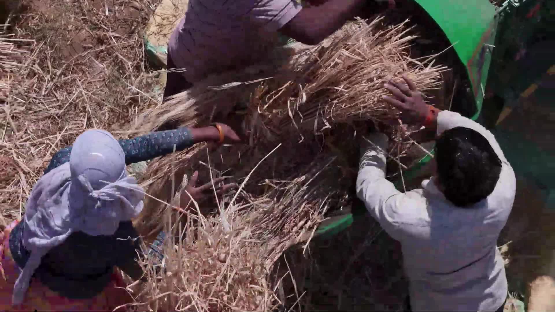 Indian farmers thresh the harvested barley crop