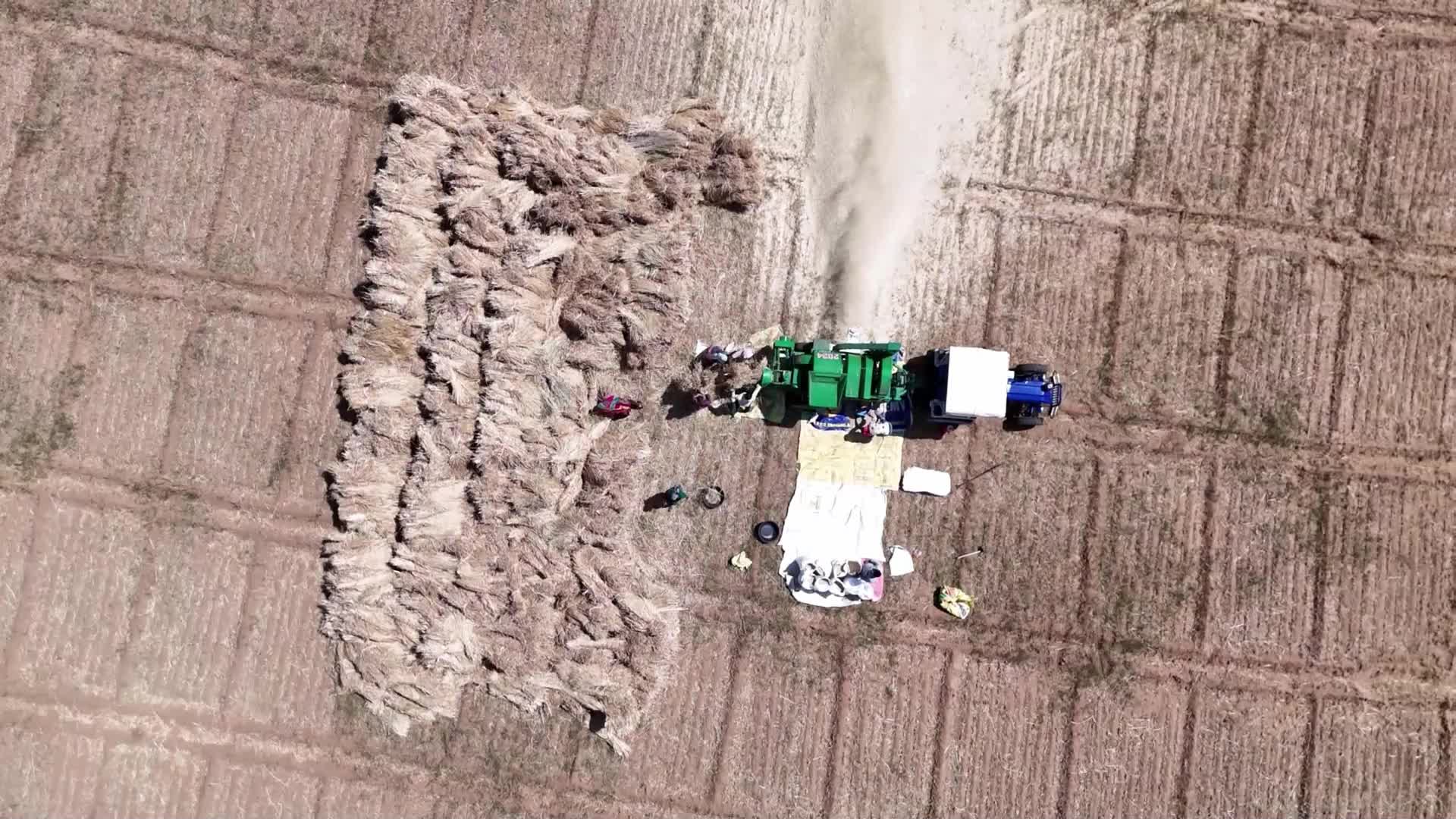 Indian farmers thresh the harvested barley crop