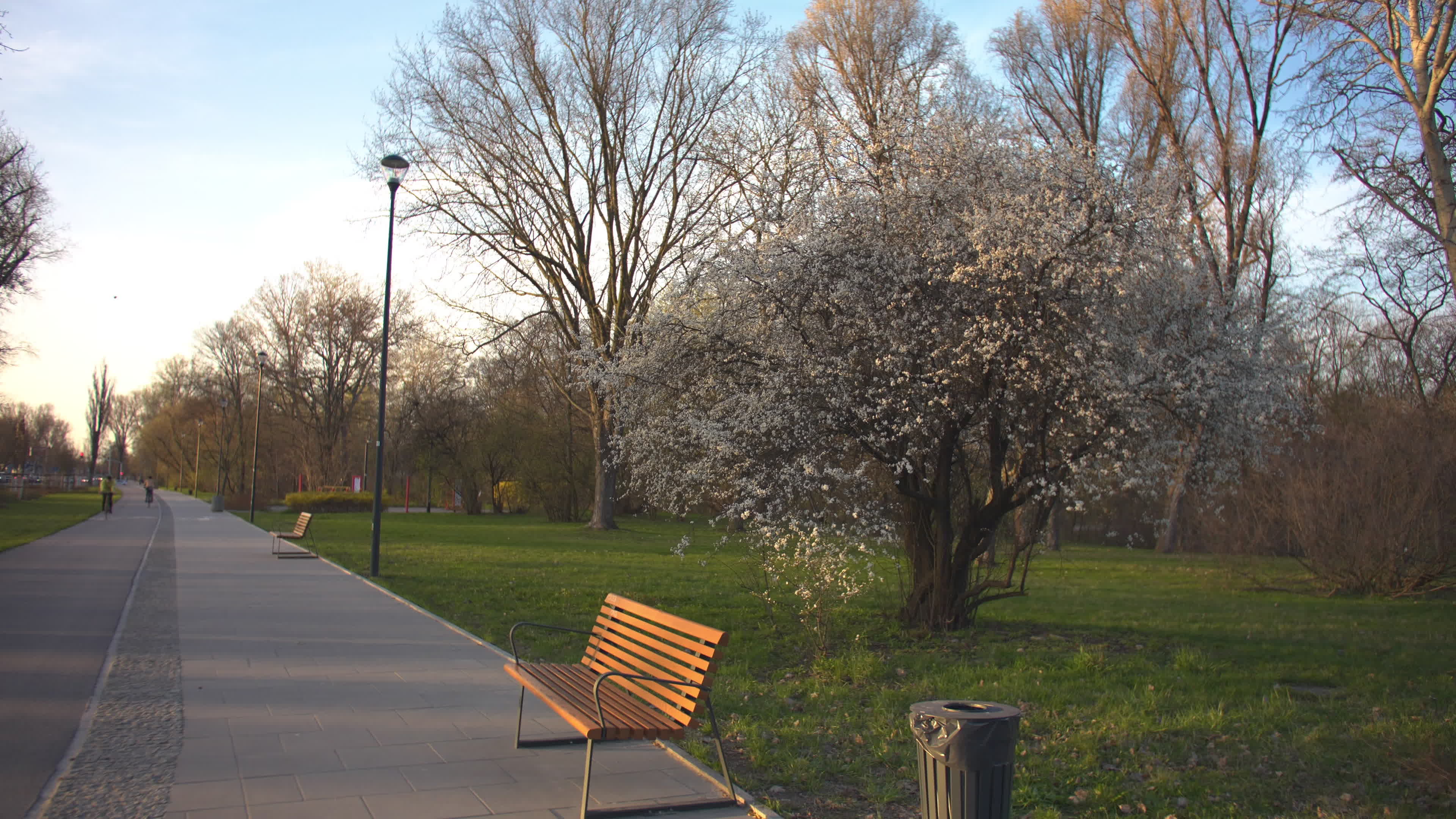 Cherry blossom in the Praga district in Warsaw