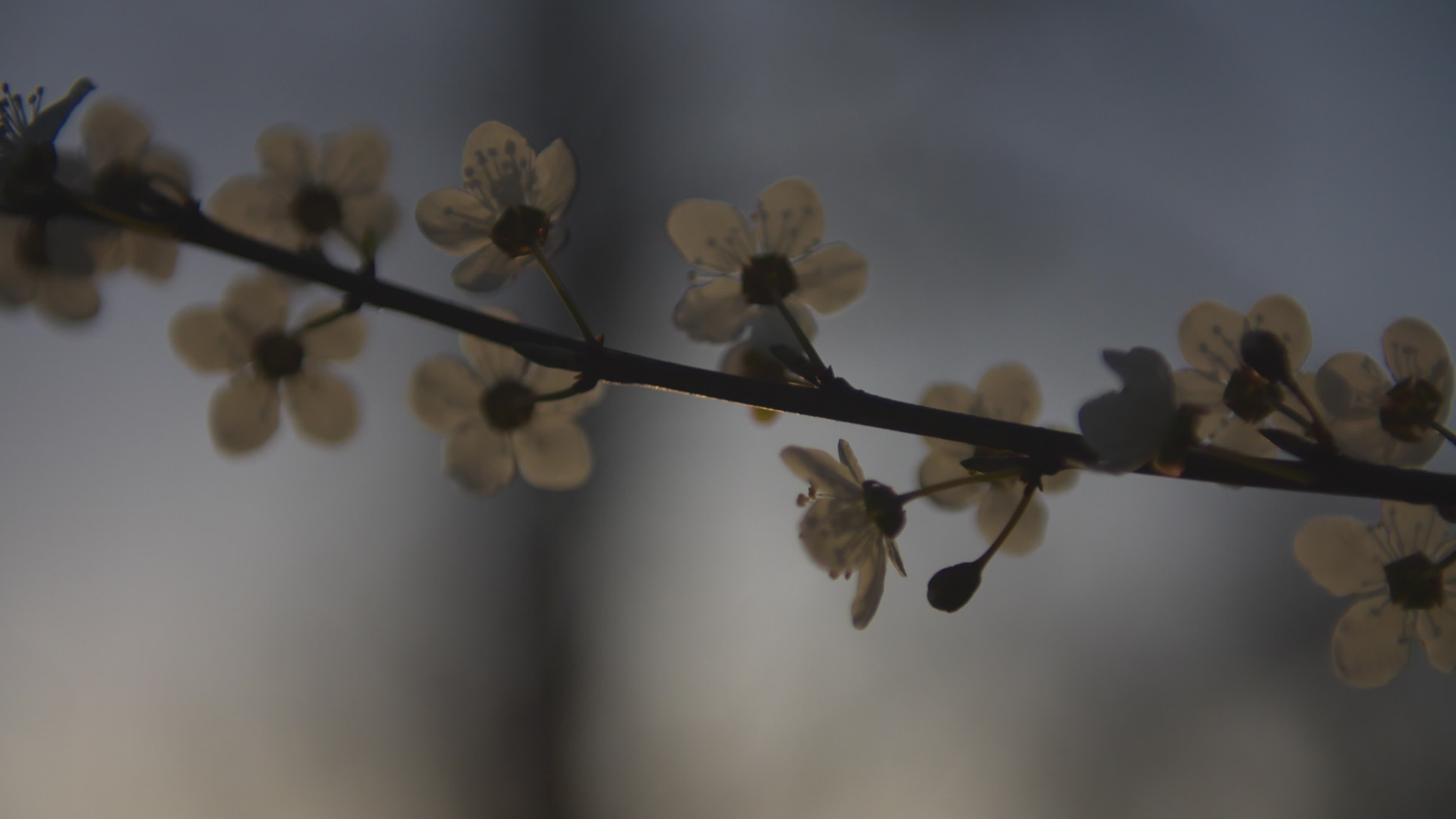 Cherry blossom in the Praga district in Warsaw