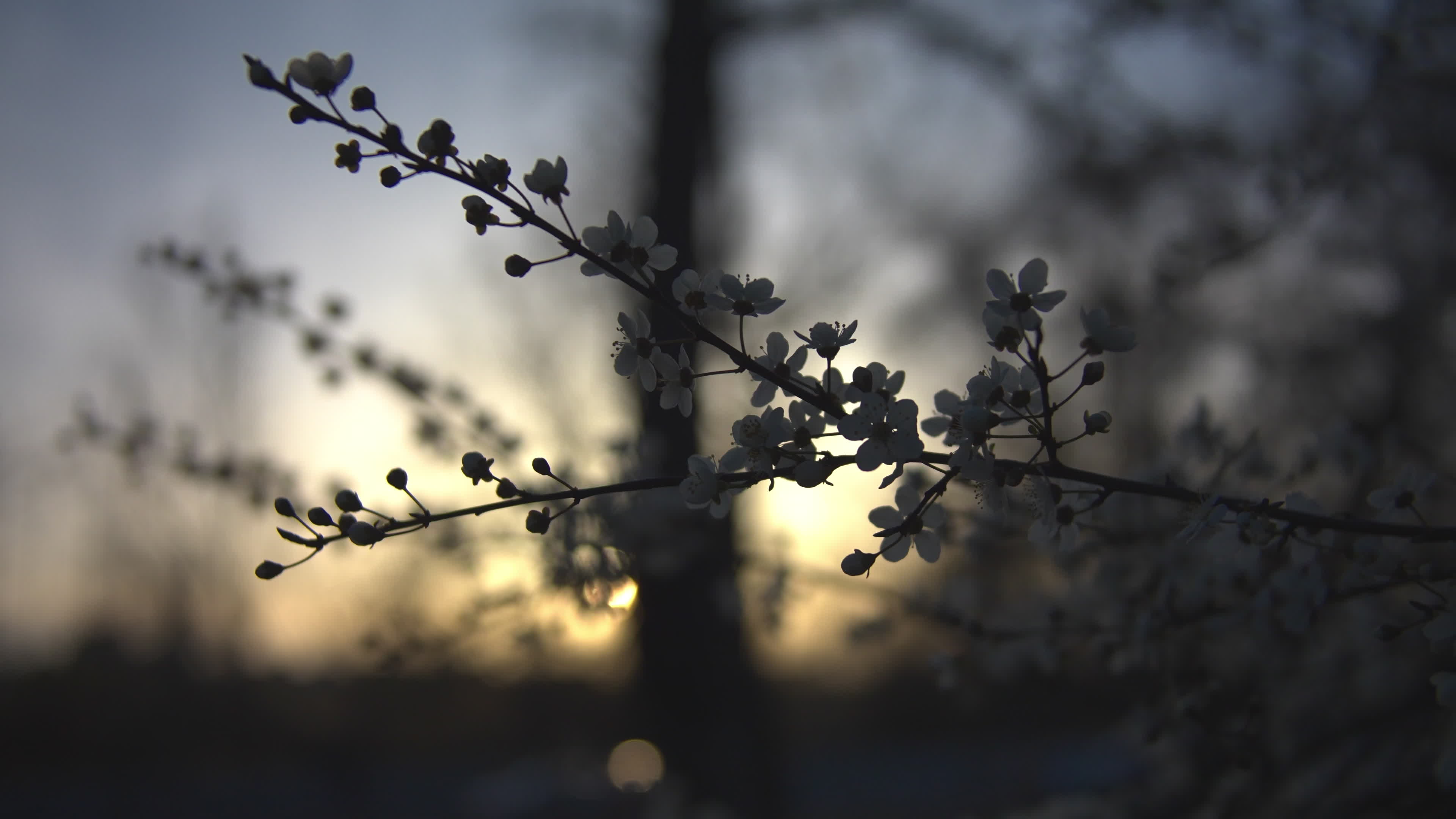 Cherry blossom in the Praga district in Warsaw