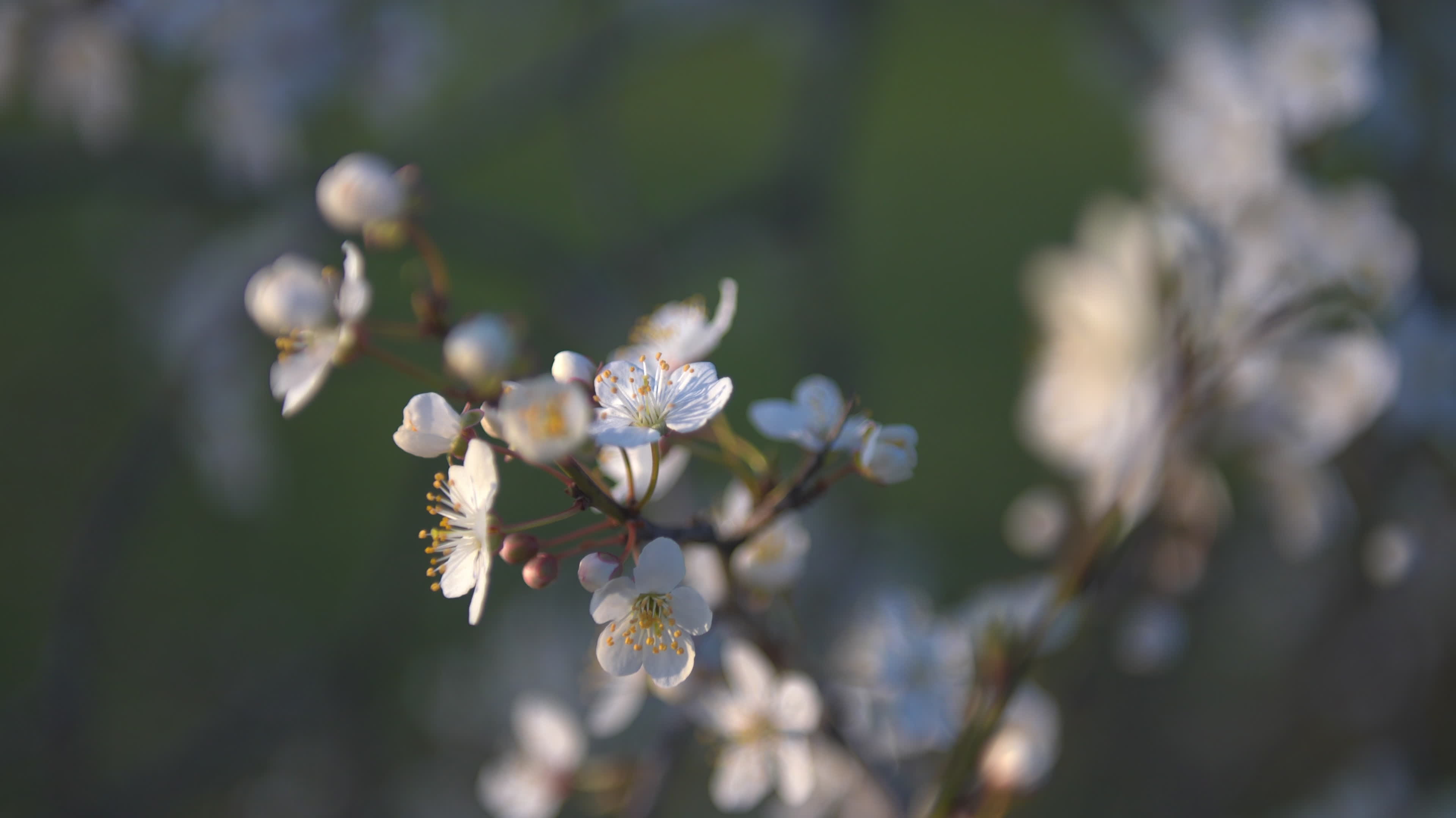 Cherry blossom in the Praga district in Warsaw