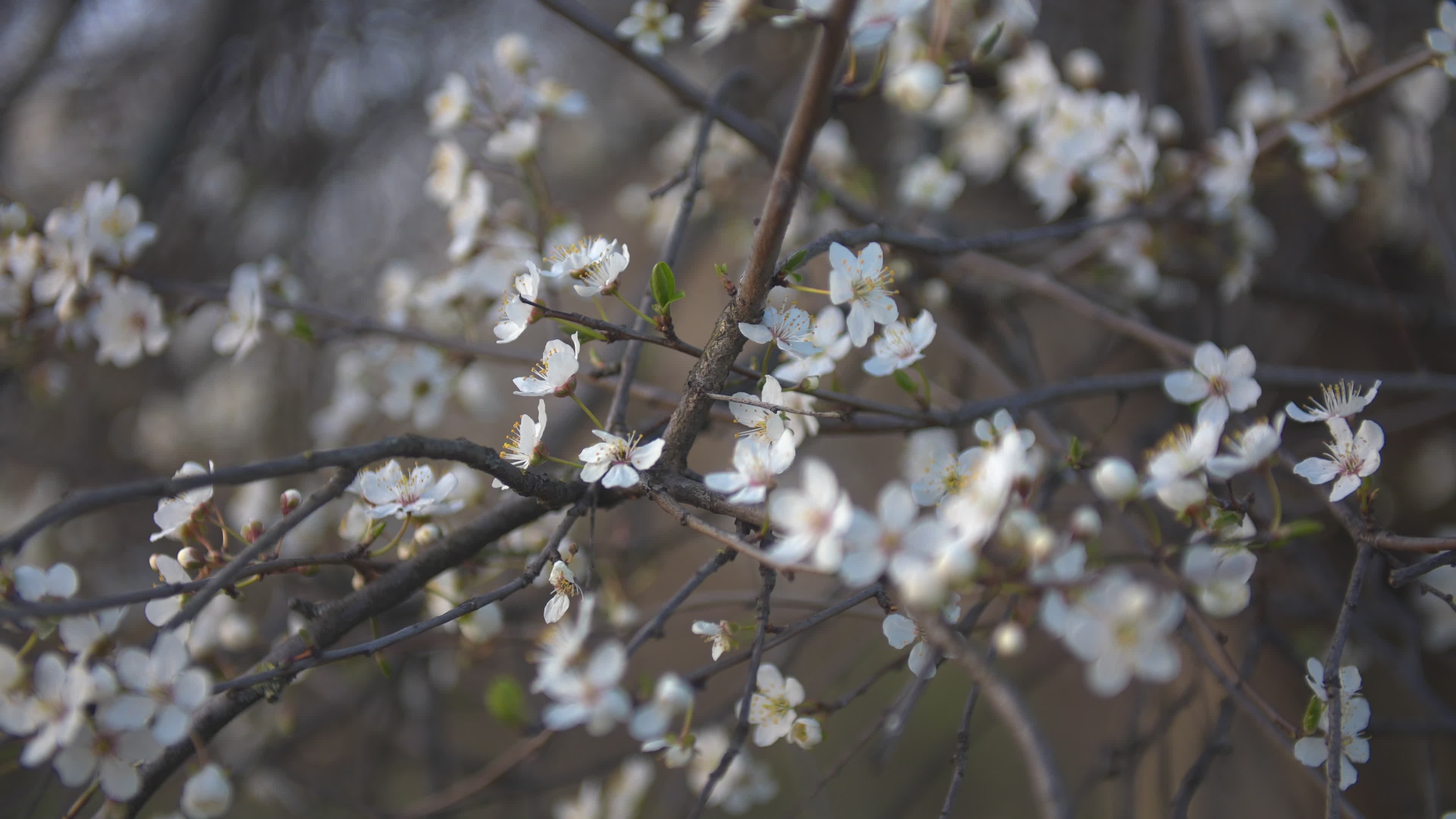 Cherry blossom in the Praga district in Warsaw