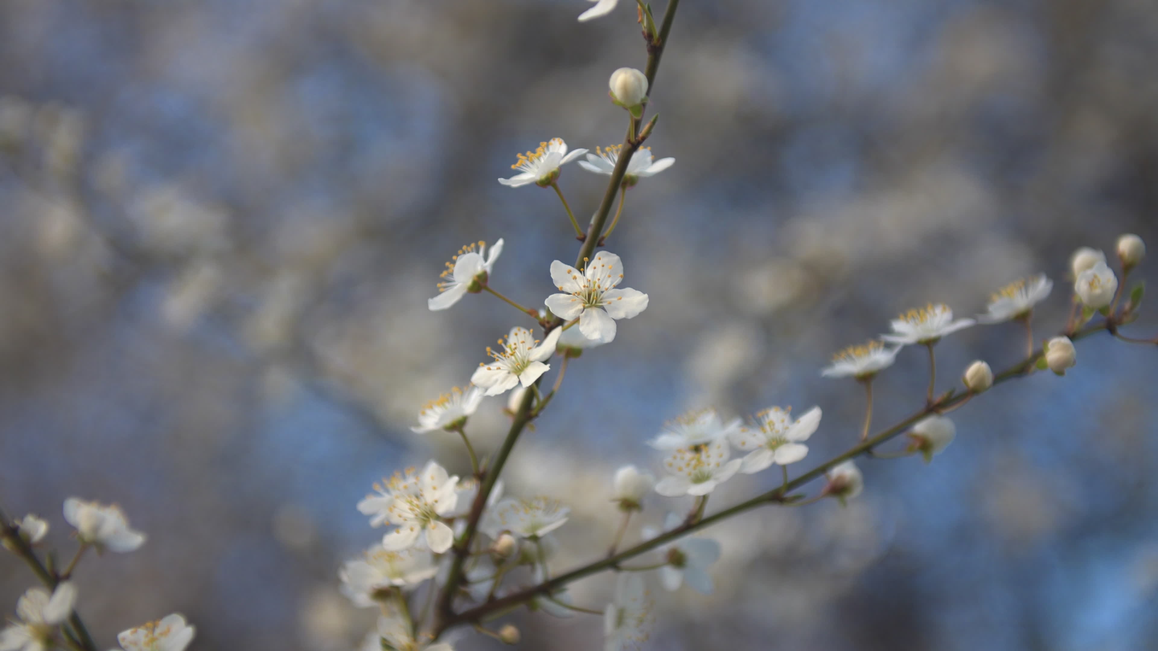 Cherry blossom in the Praga district in Warsaw