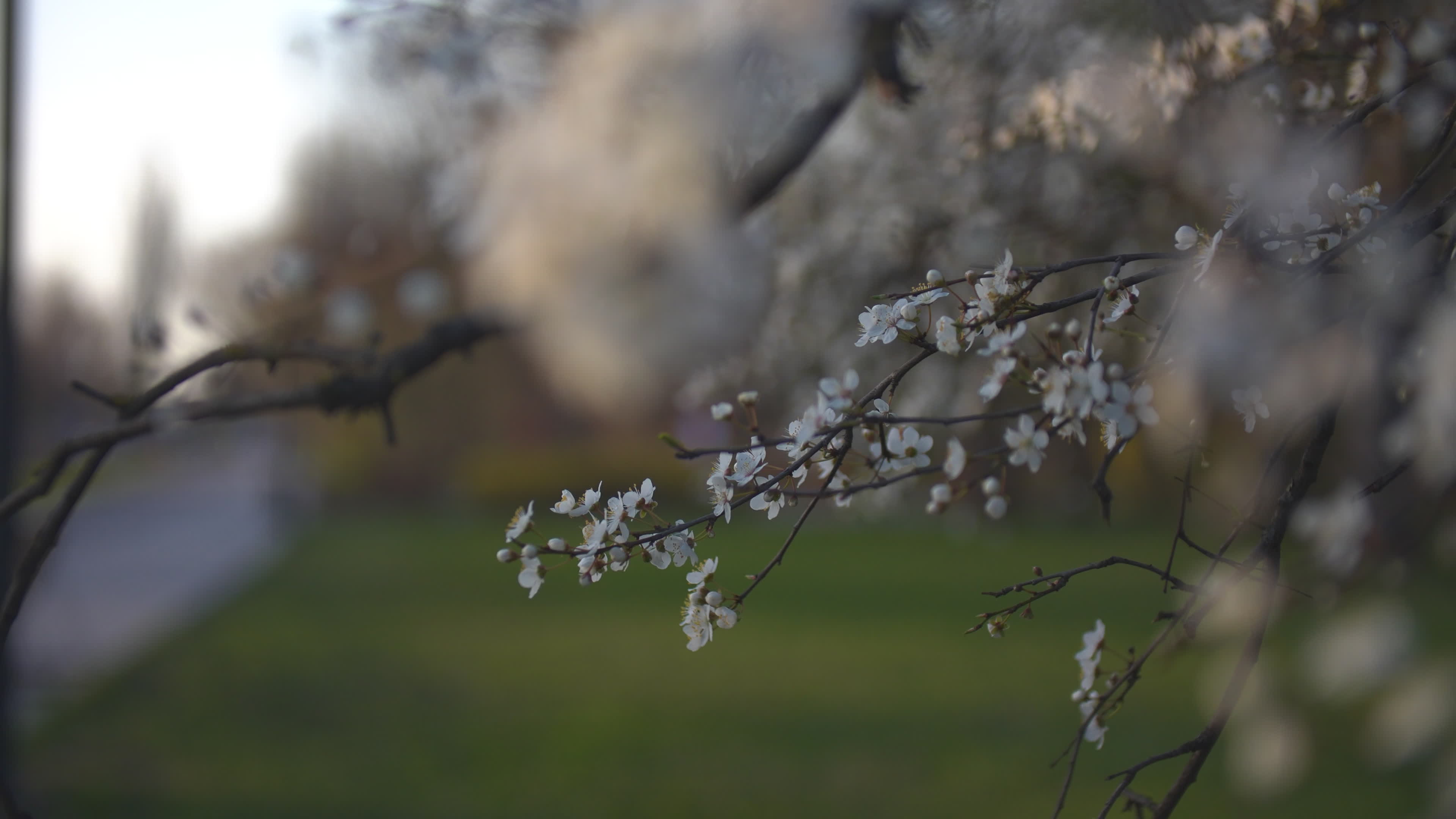 Cherry blossom in the Praga district in Warsaw