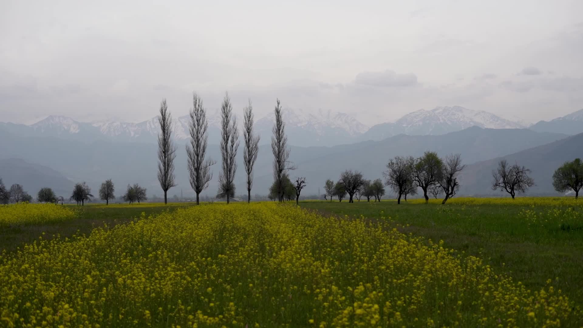 Spring in Kashmir