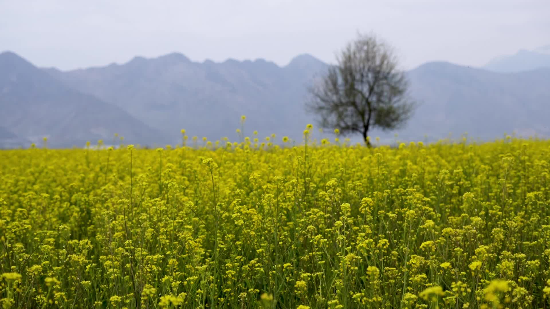 Spring in Kashmir
